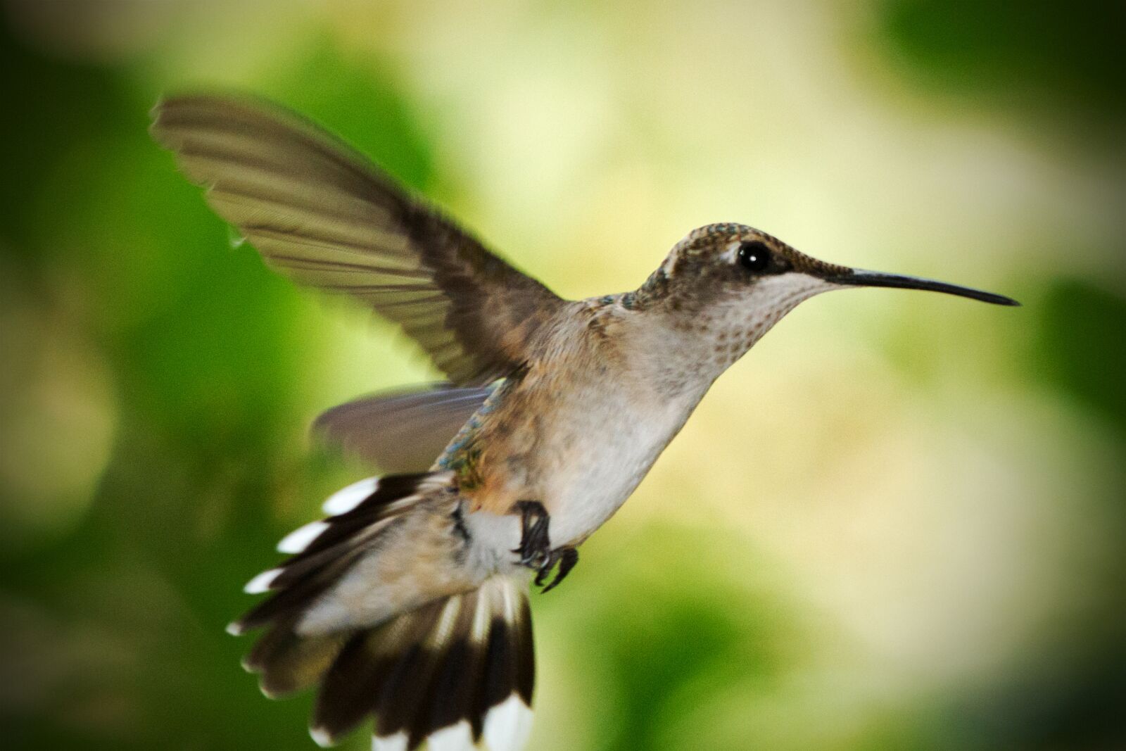 Canon EOS 7D sample photo. Hummingbird, in flight, summer photography
