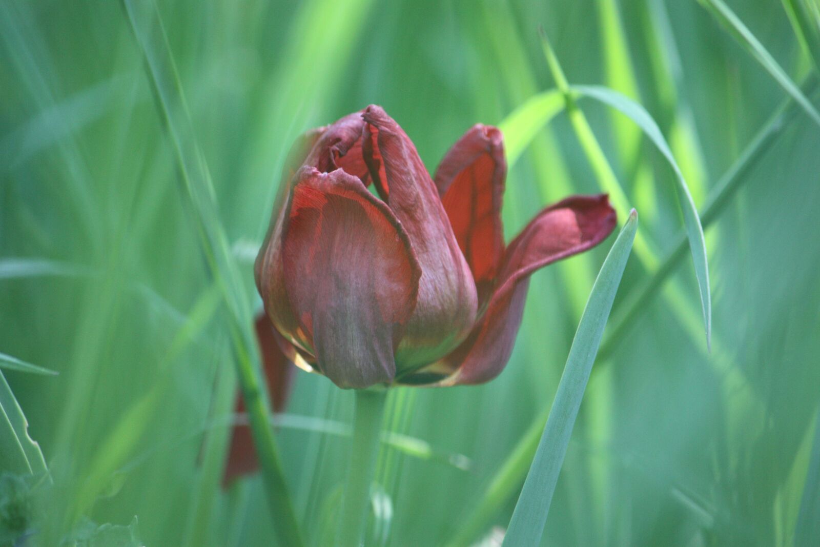 Canon EOS 450D (EOS Rebel XSi / EOS Kiss X2) sample photo. Tulip, flower, flora photography