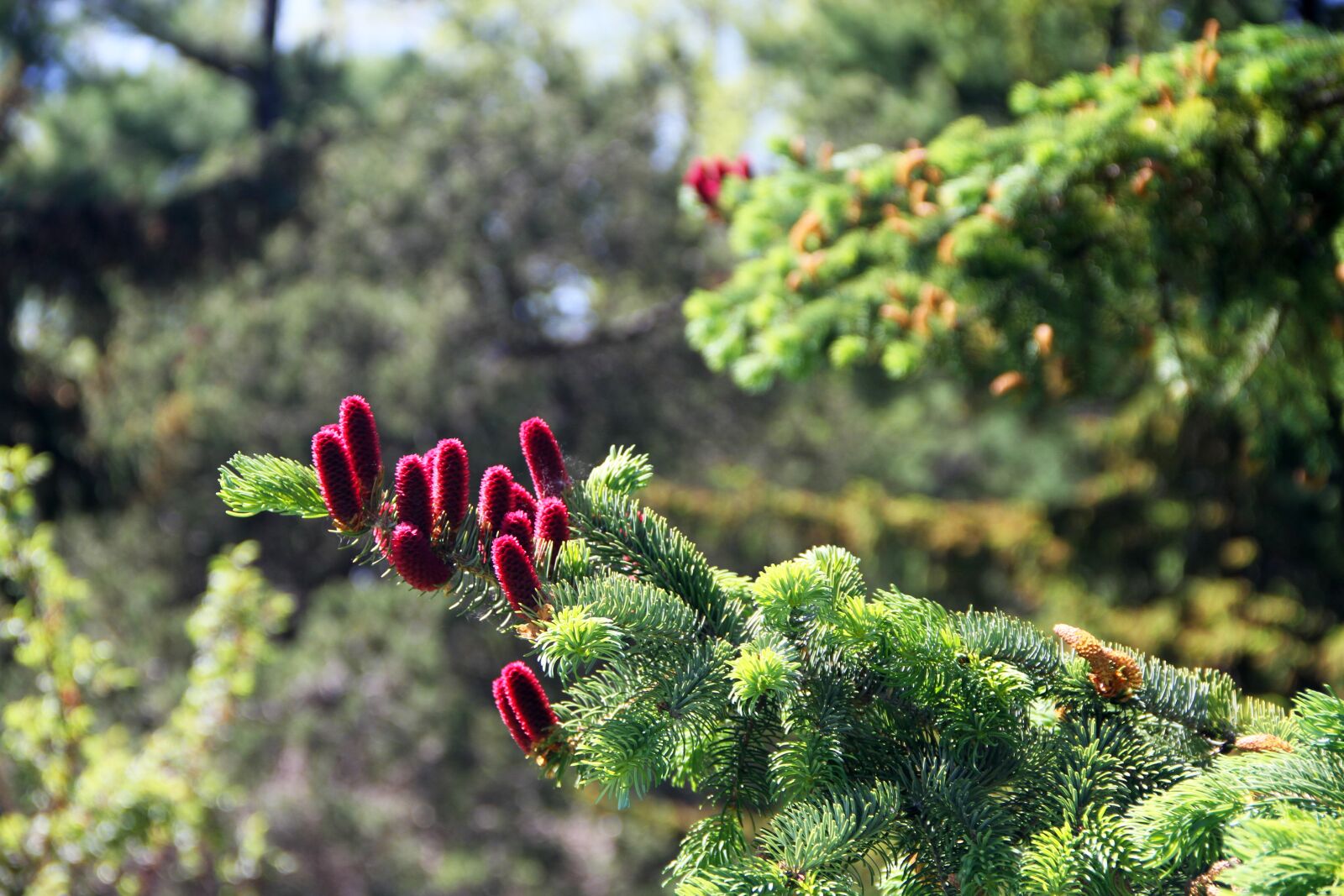 Canon EOS 7D sample photo. Tree, pine cones, pine photography