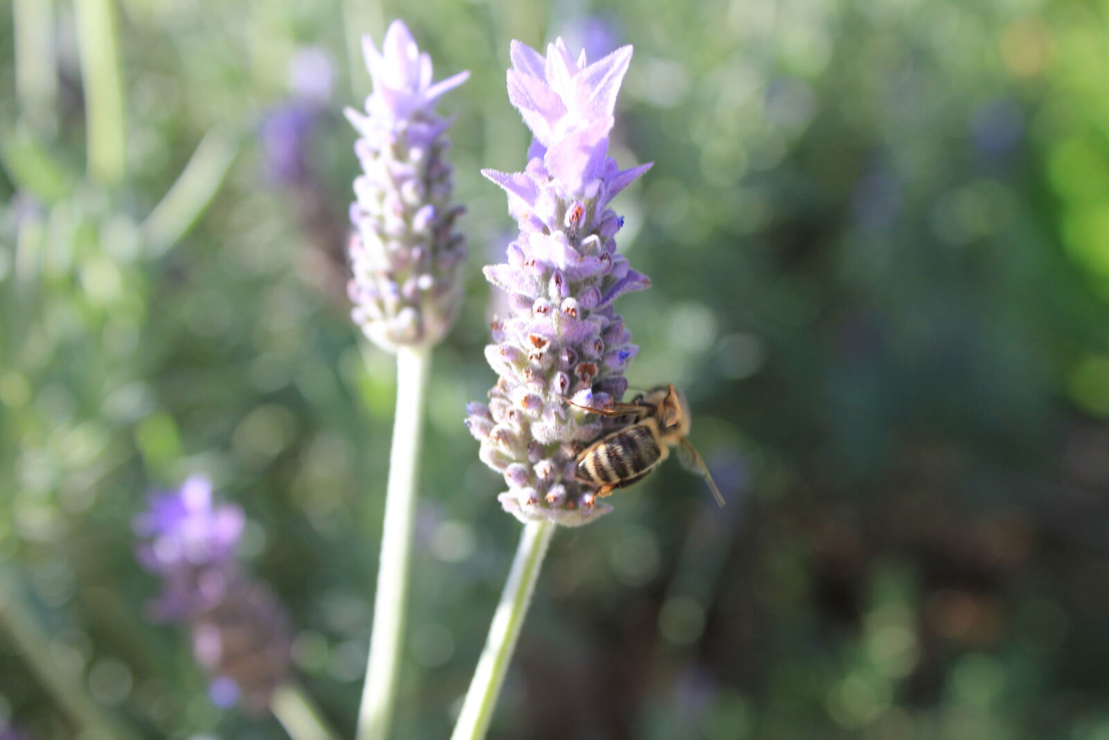 Canon EF-S 18-55mm F3.5-5.6 IS sample photo. Bee, blurry, garden, lavender photography