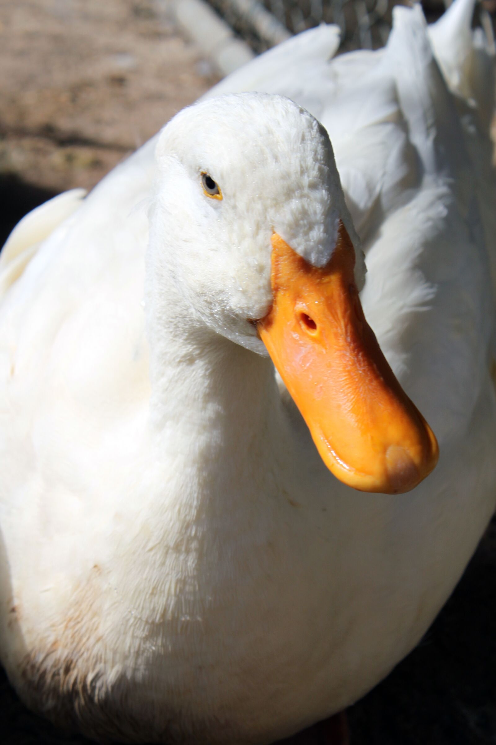 Canon EOS 500D (EOS Rebel T1i / EOS Kiss X3) sample photo. Duck, pekin, white photography