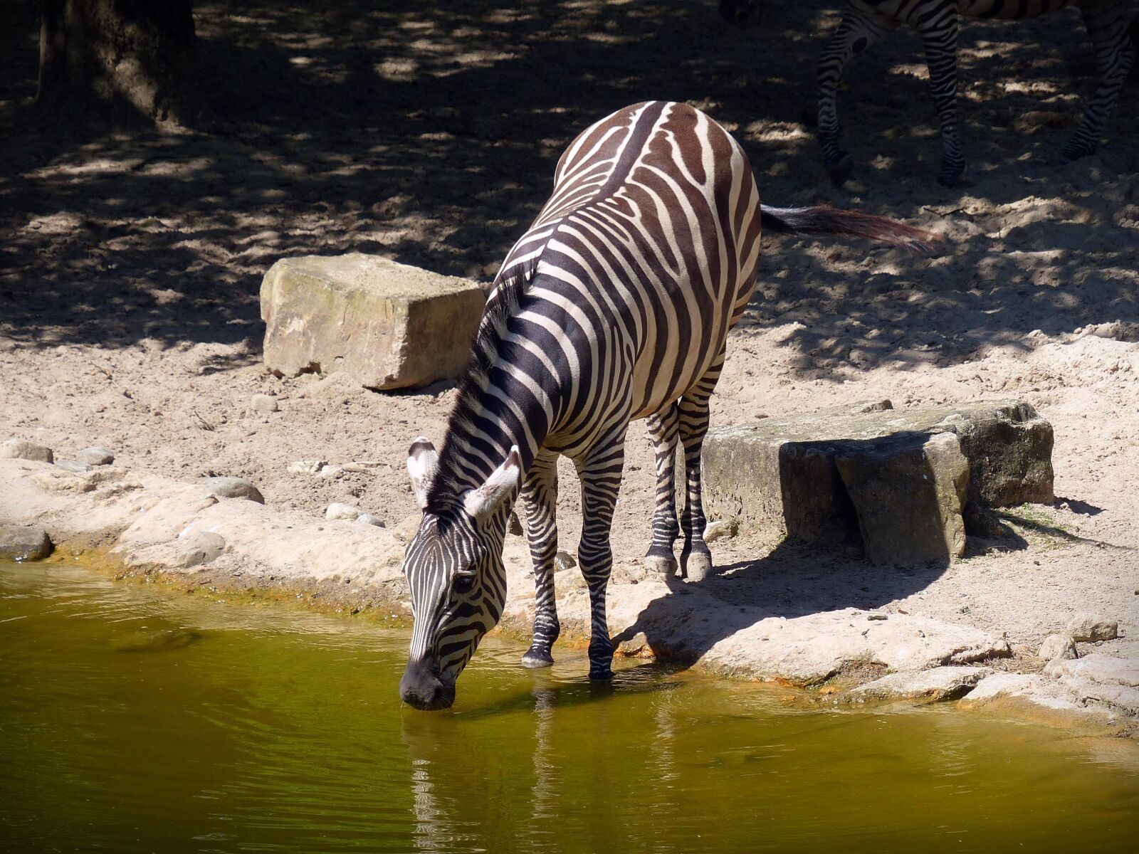 Panasonic Lumix DMC-FZ200 sample photo. Zebra, wild horse, drink photography
