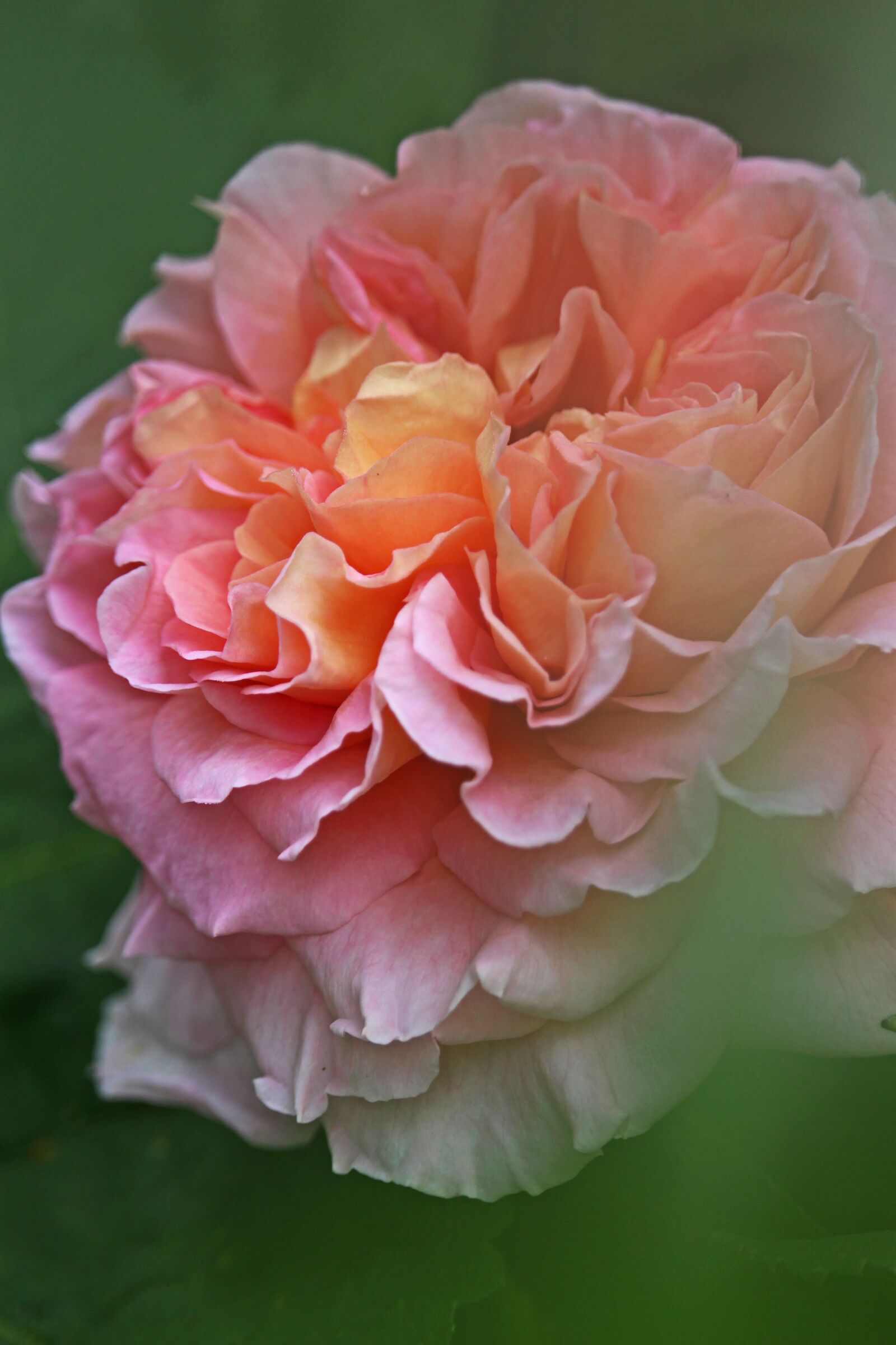 Canon EF-S 55-250mm F4-5.6 IS STM sample photo. Rose, blossom, bloom photography