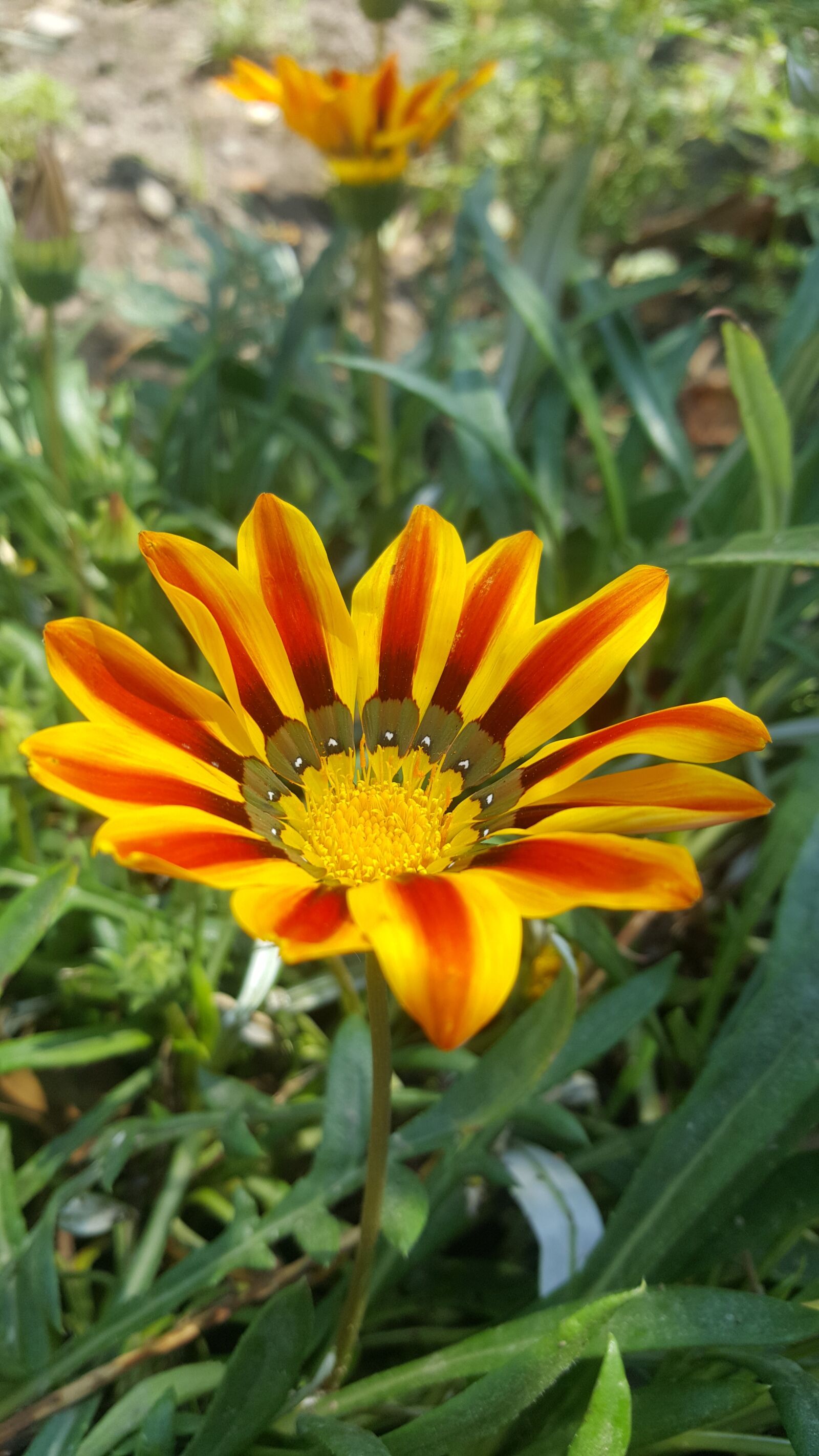 Samsung GALAXY S6 edge sample photo. Nature, plant, flower photography