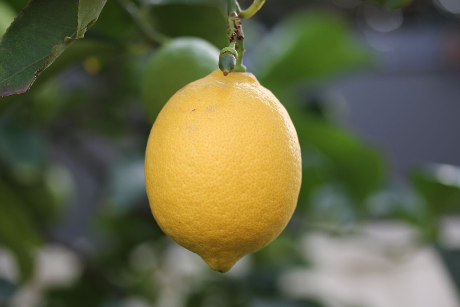 Canon EF-S 60mm F2.8 Macro USM sample photo. Fruit, food, leaf photography
