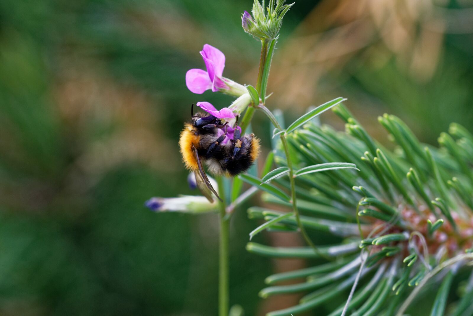 Nikon D500 sample photo. Bee, blossom, bloom photography
