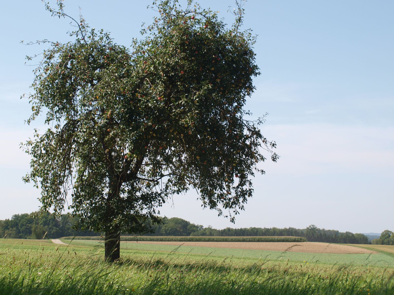 Olympus E-420 (EVOLT E-420) sample photo. Tree, landscape, meadow photography