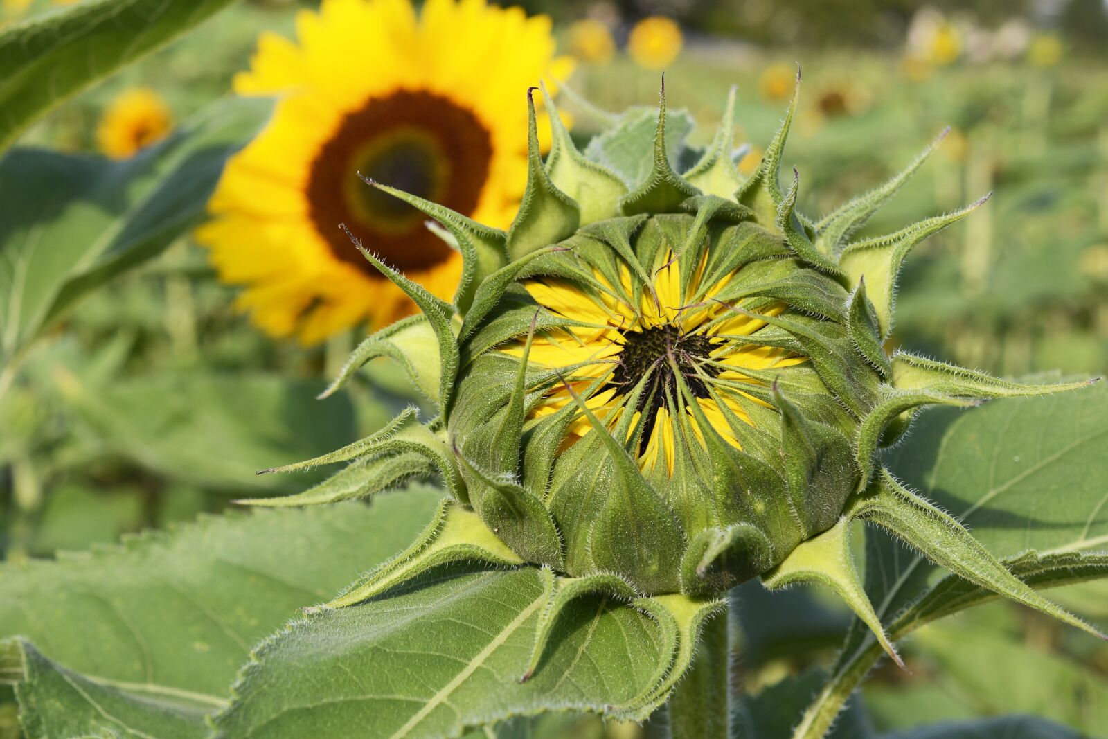 Nikon D7100 sample photo. Sunflower, bud, flower photography