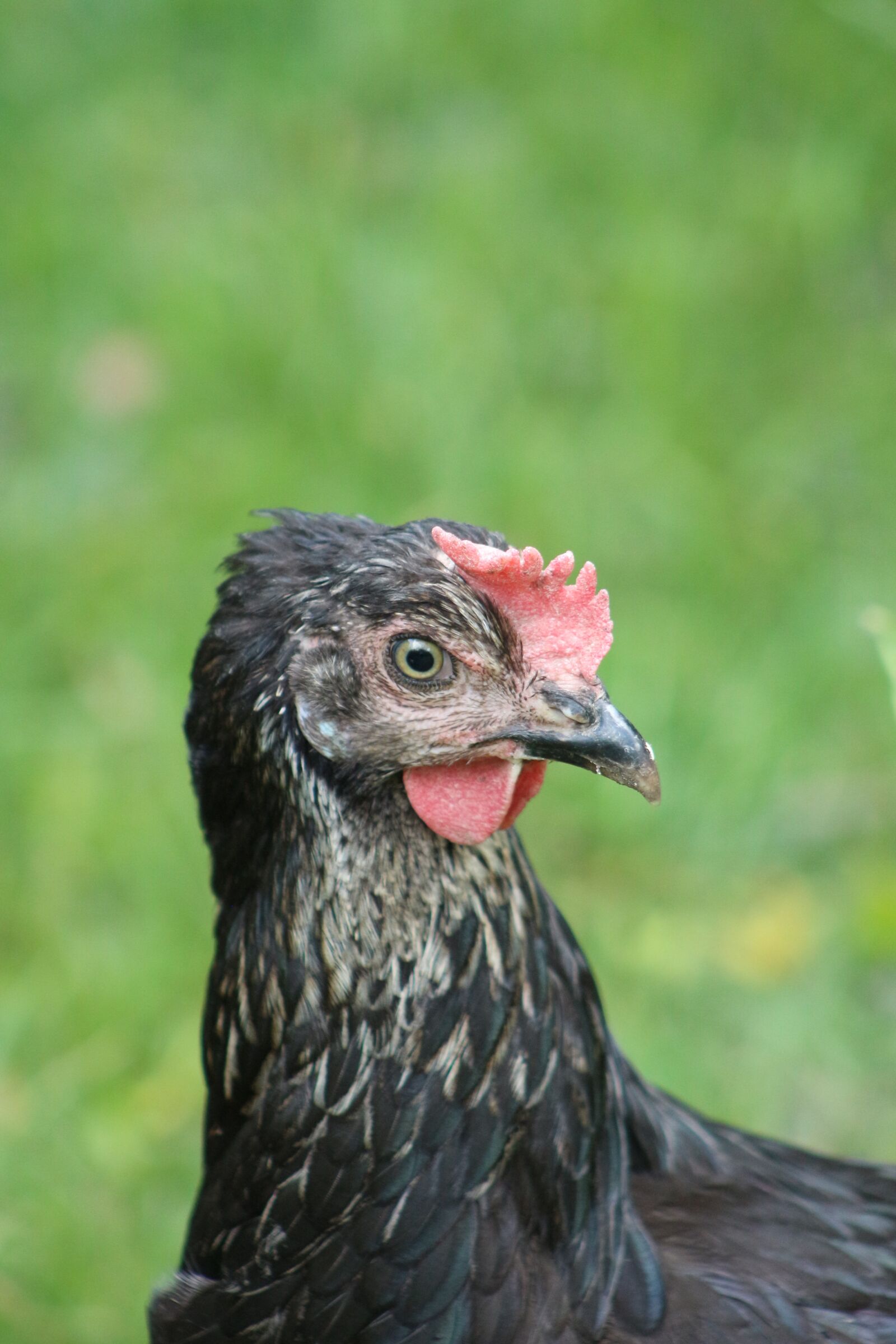 Canon EOS 700D (EOS Rebel T5i / EOS Kiss X7i) sample photo. Chicken, hen, poultry photography