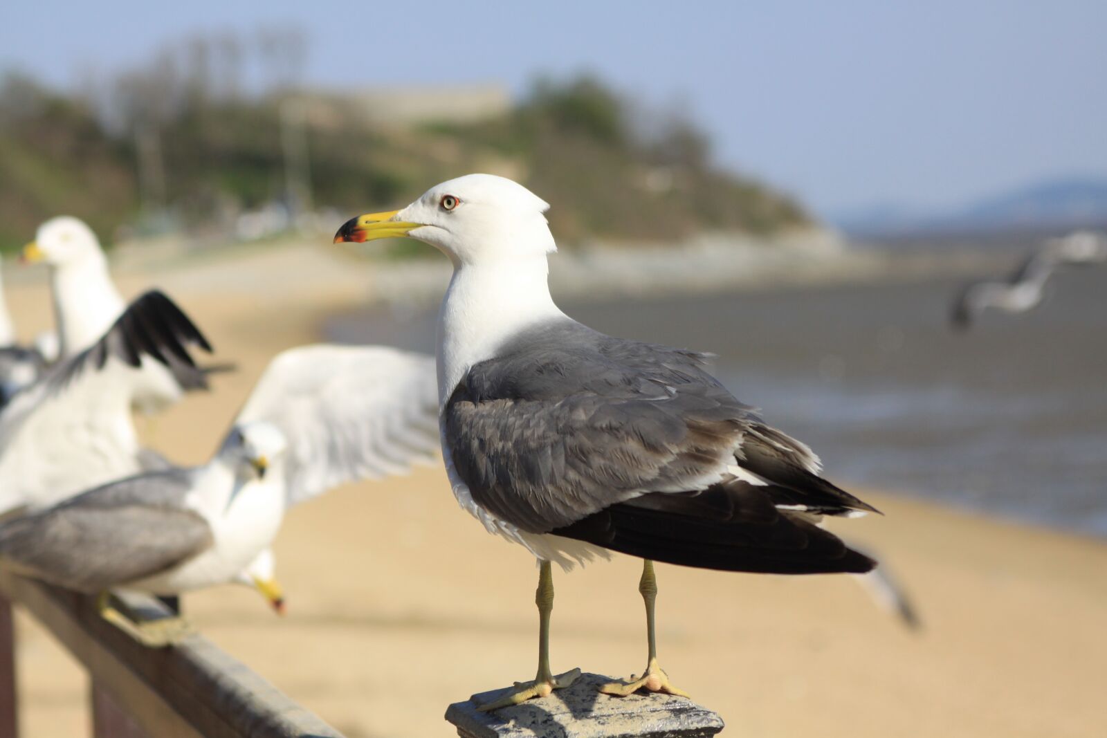 Canon EOS 50D sample photo. Seagull, tidal, ganghwado photography