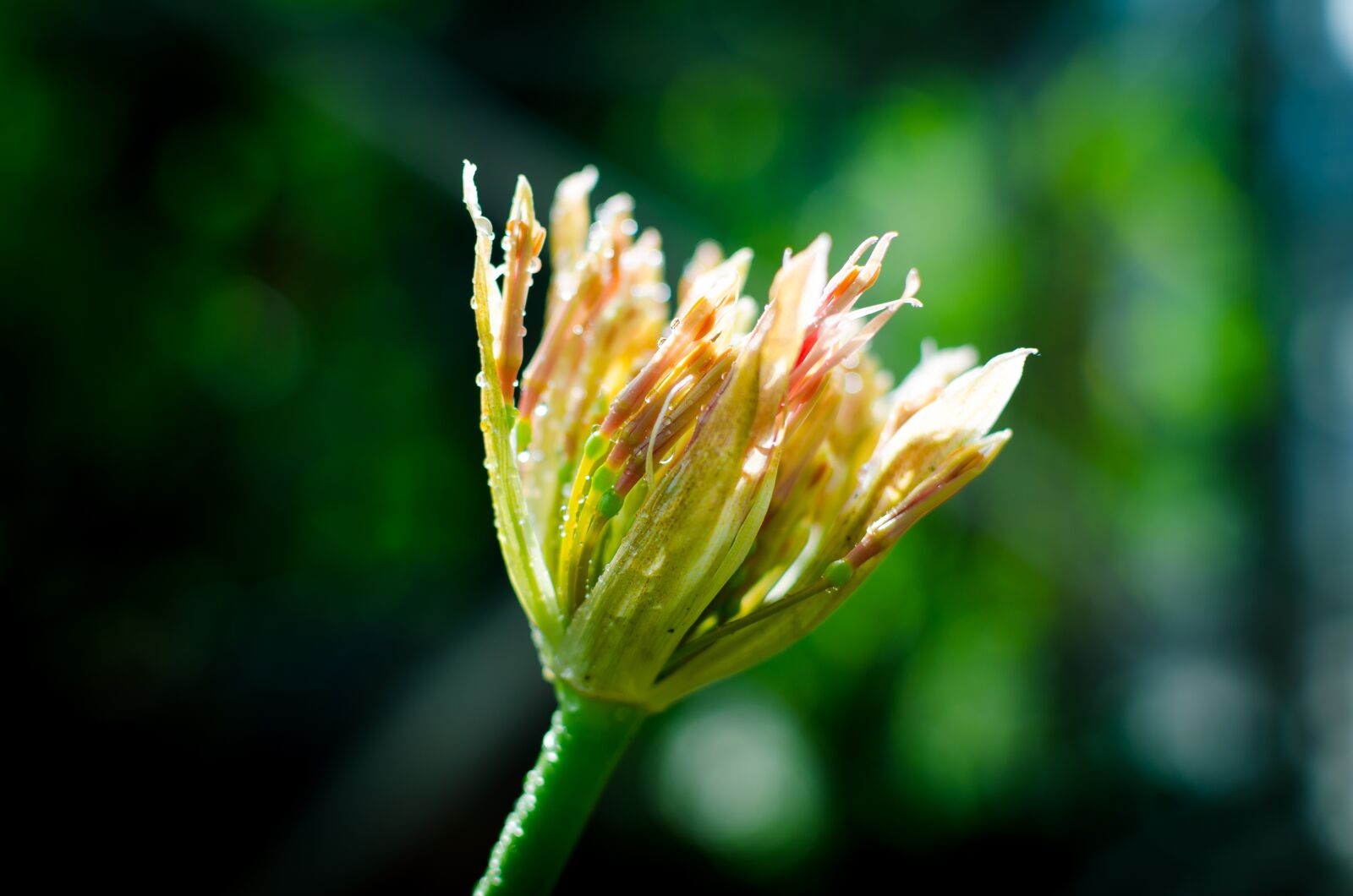 Nikon D5100 sample photo. Hut non, flower, flower photography