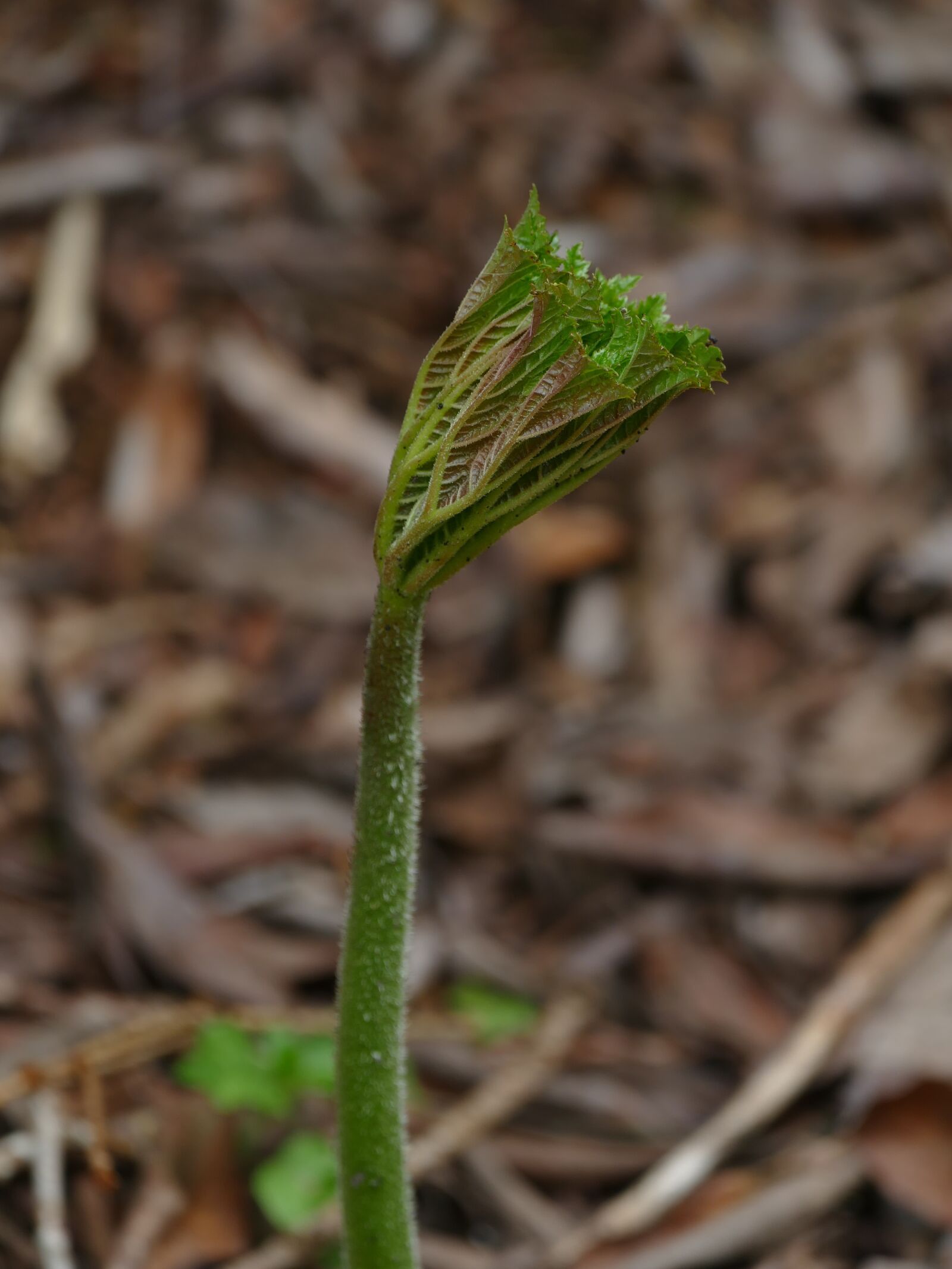 Panasonic Lumix DMC-FZ1000 sample photo. Bud, wild rhubarb, spring photography