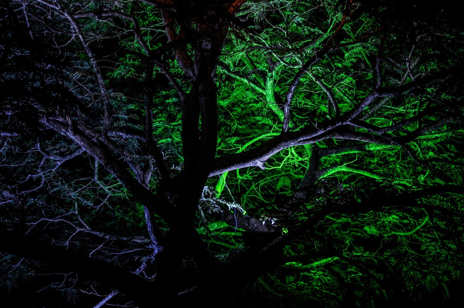 Nikon D90 sample photo. Nature, hot, shots photography