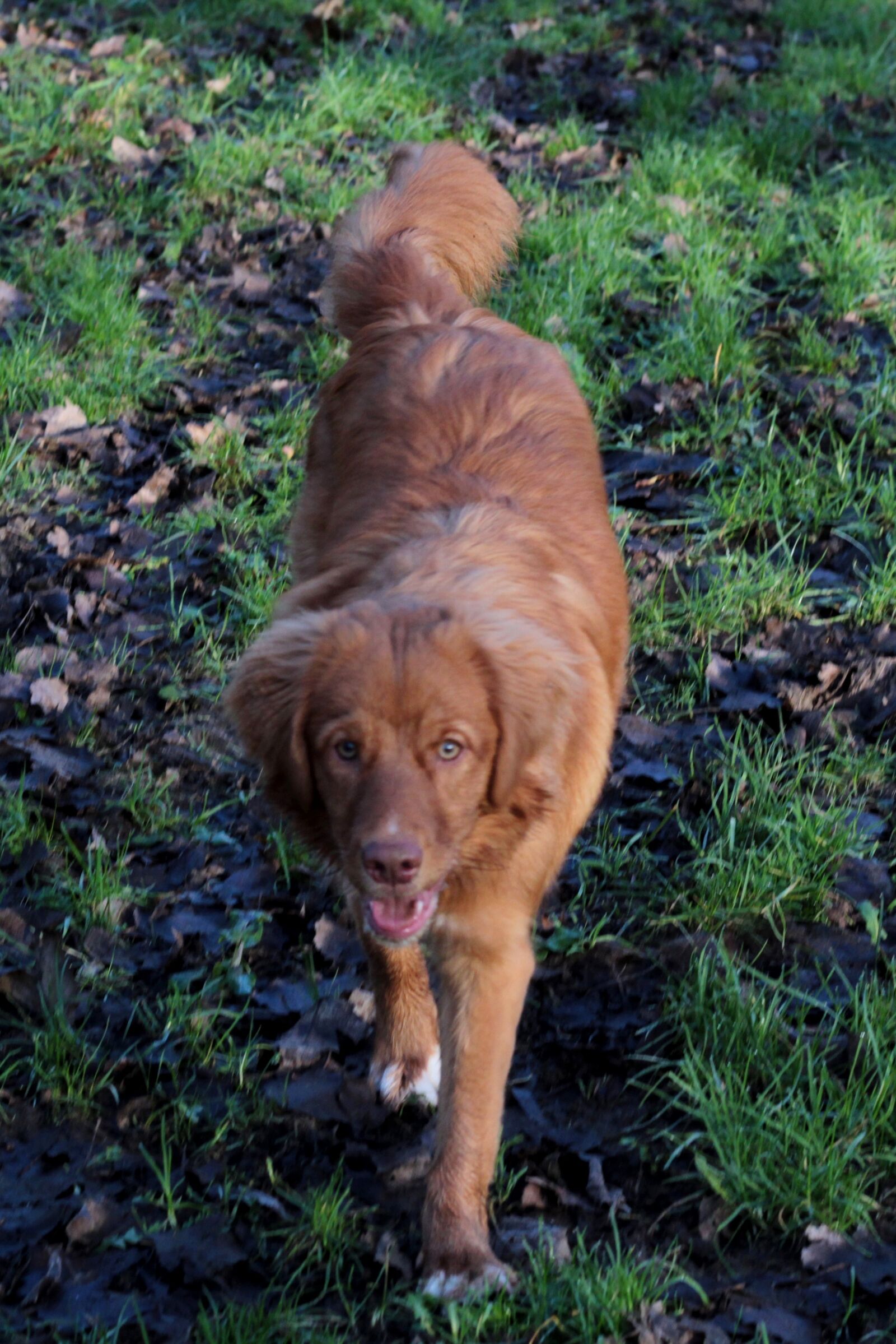 Canon EOS 600D (Rebel EOS T3i / EOS Kiss X5) sample photo. Toller, puppy, nova scotia photography