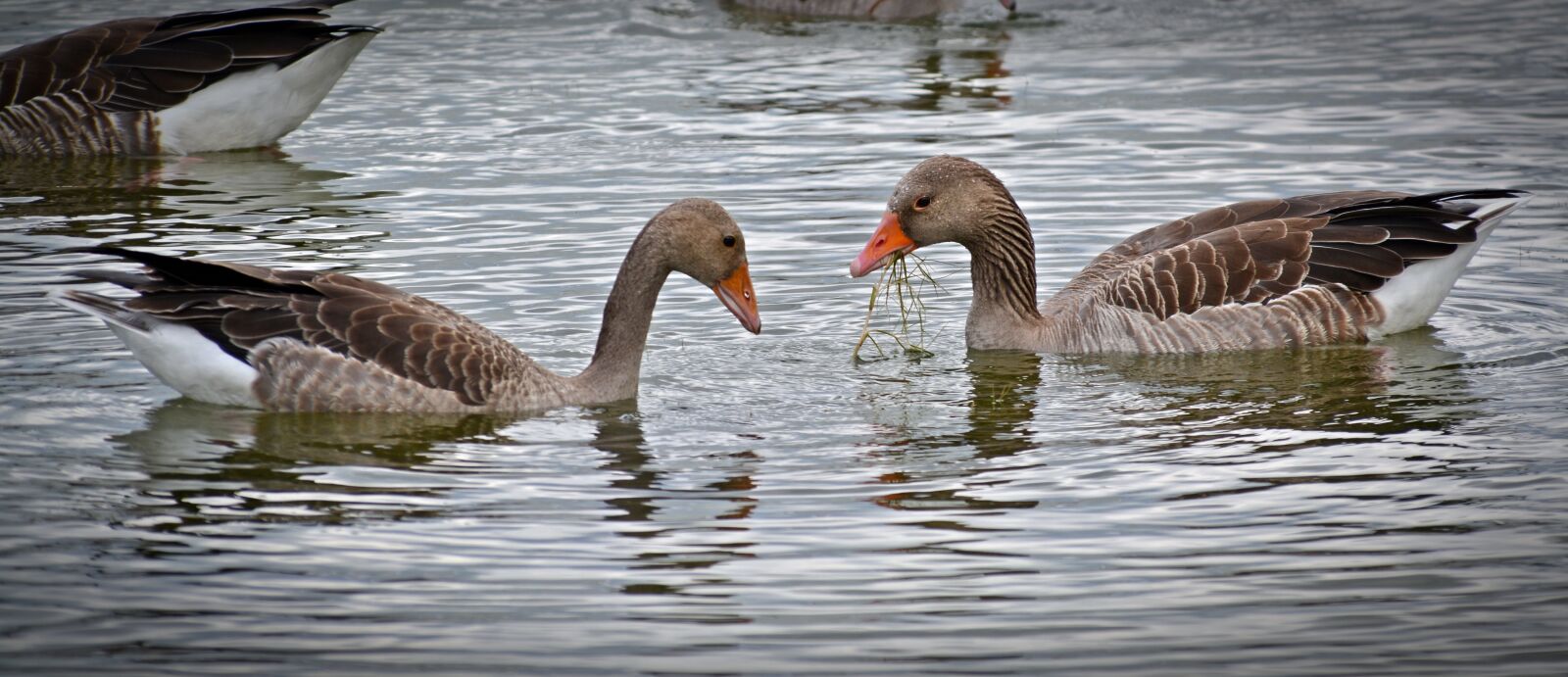 Nikon D5200 sample photo. Goose, eat, animal photography