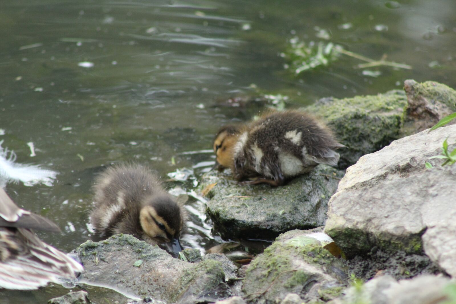 Canon EOS 1300D (EOS Rebel T6 / EOS Kiss X80) + Canon EF75-300mm f/4-5.6 sample photo. Ducklings, rocks, pond photography