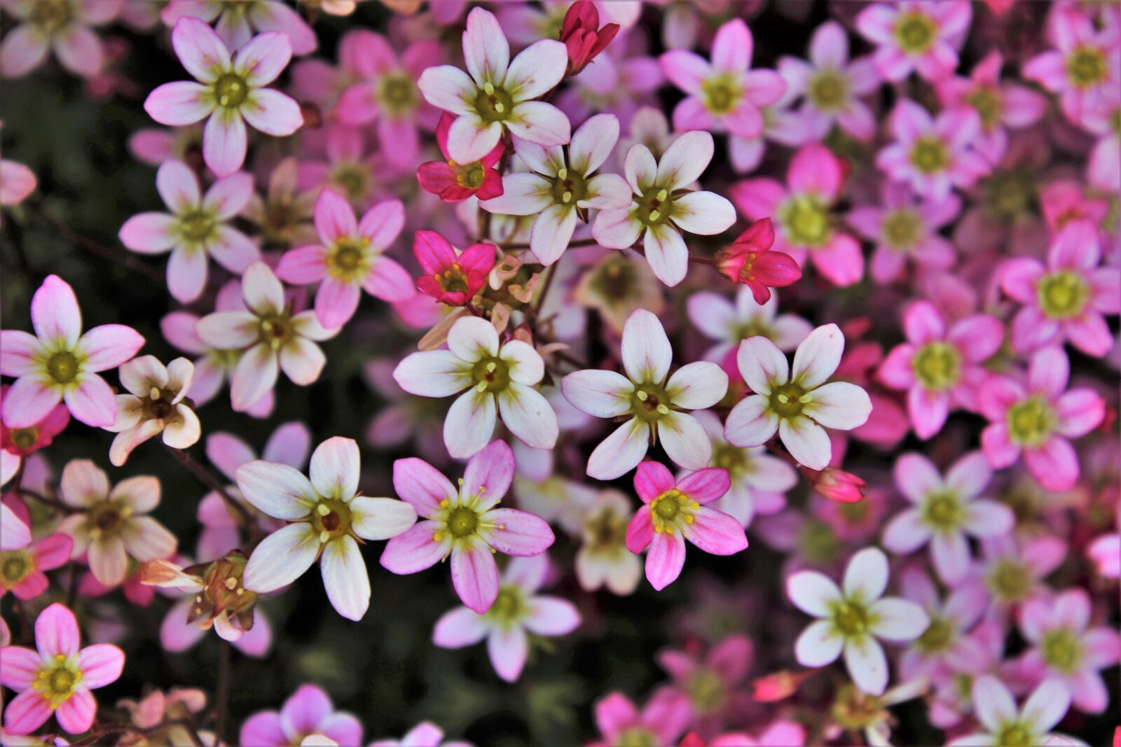 Canon EOS 80D sample photo. Small flowers, the petals photography