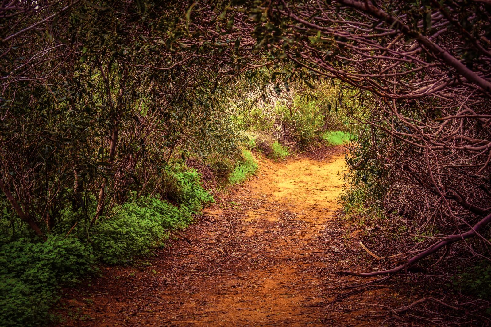 Nikon D3300 sample photo. Forest, path, glade photography