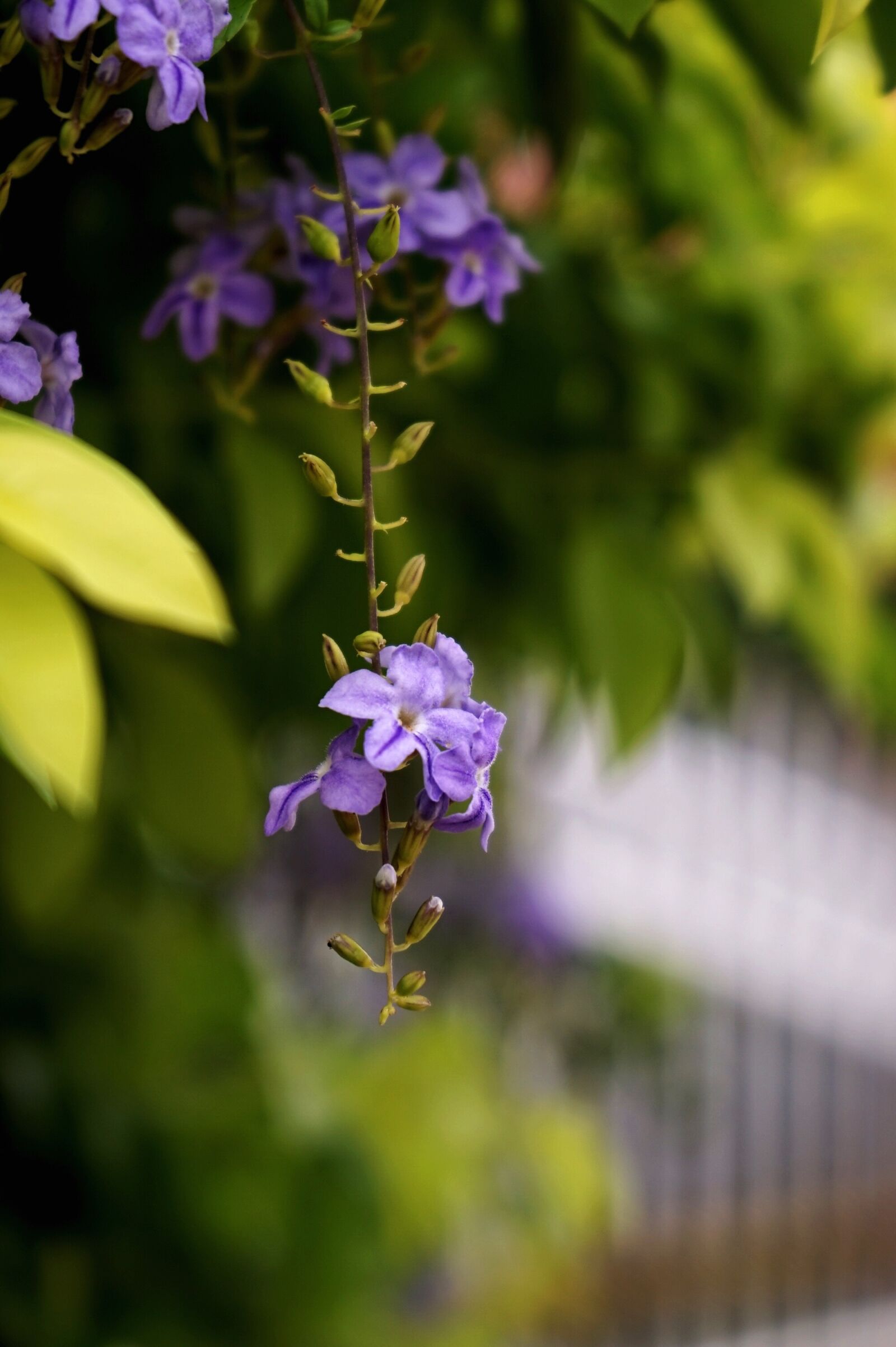 Sony a7 + Sony FE 28-70mm F3.5-5.6 OSS sample photo. Flower, violet, green photography
