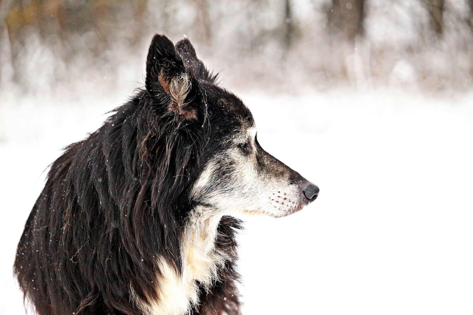 Canon EOS 100D (EOS Rebel SL1 / EOS Kiss X7) sample photo. Dog, border, snow photography