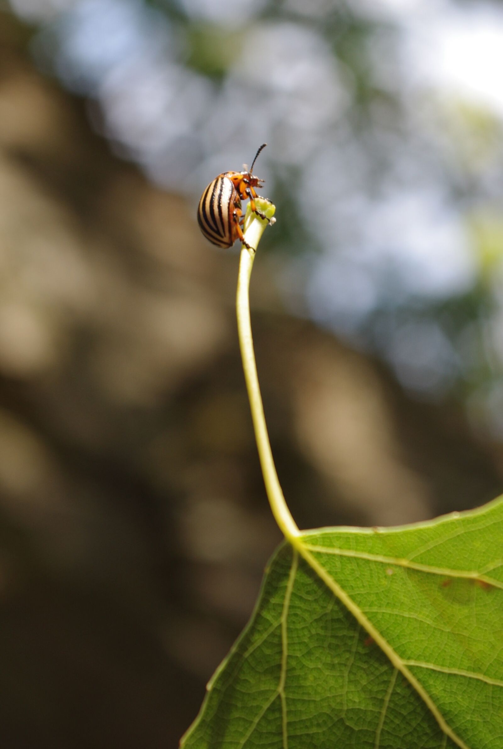 Pentax K-x sample photo. Potato beetle, insect, leaf photography