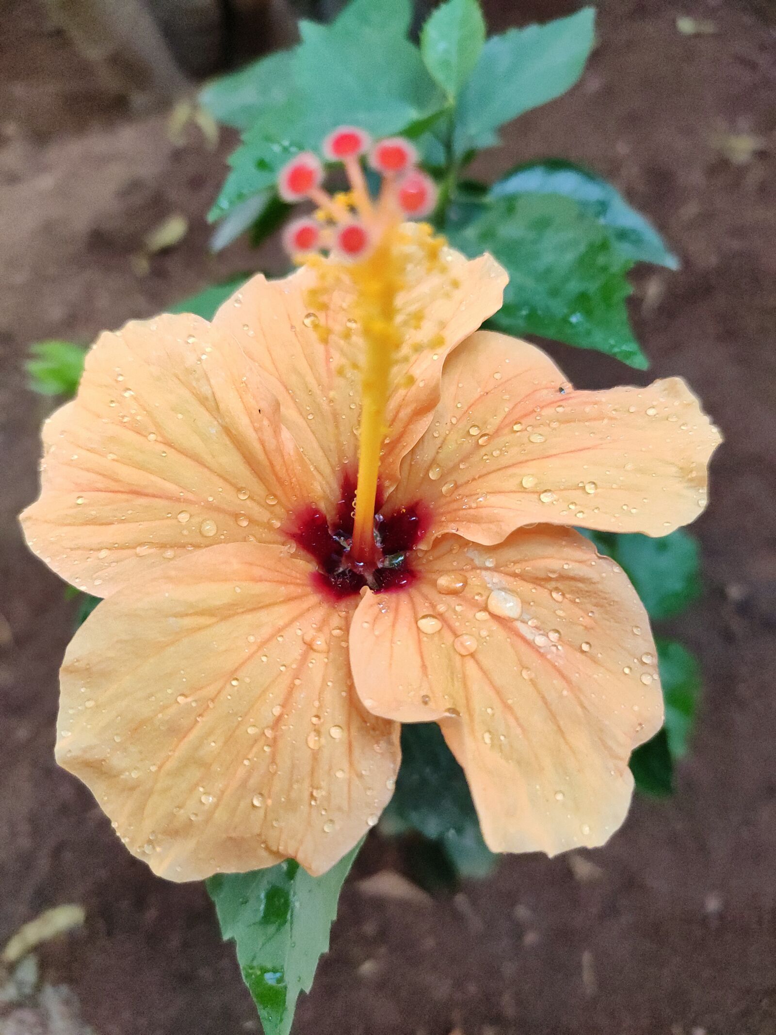 Xiaomi Redmi Note 7 Pro sample photo. Hibiscus, flower, yellow photography