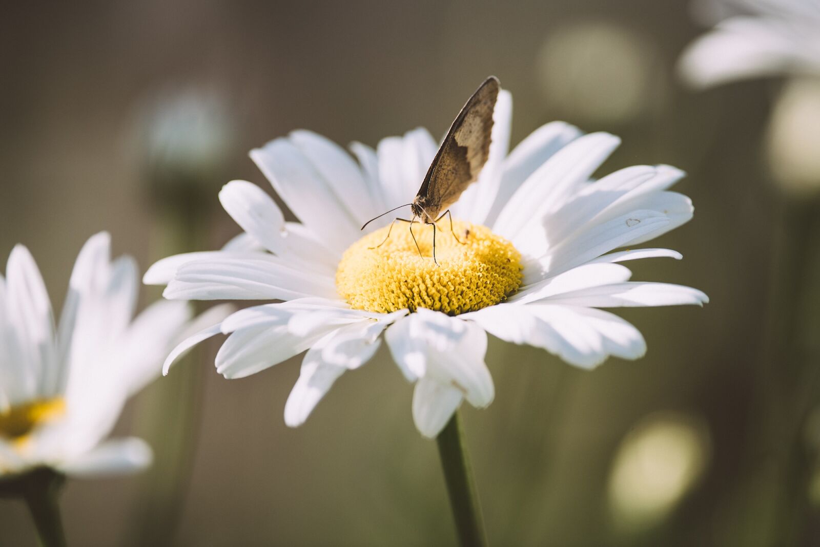 Nikon D750 sample photo. Marguerite, flower, white photography