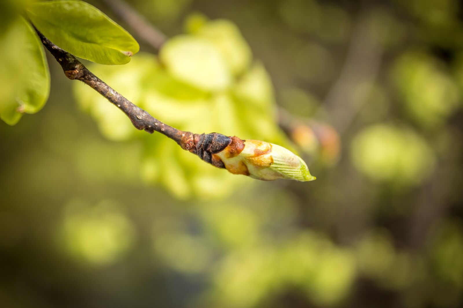 Canon EOS 1300D (EOS Rebel T6 / EOS Kiss X80) sample photo. Leaf bud, leaf, foliation photography