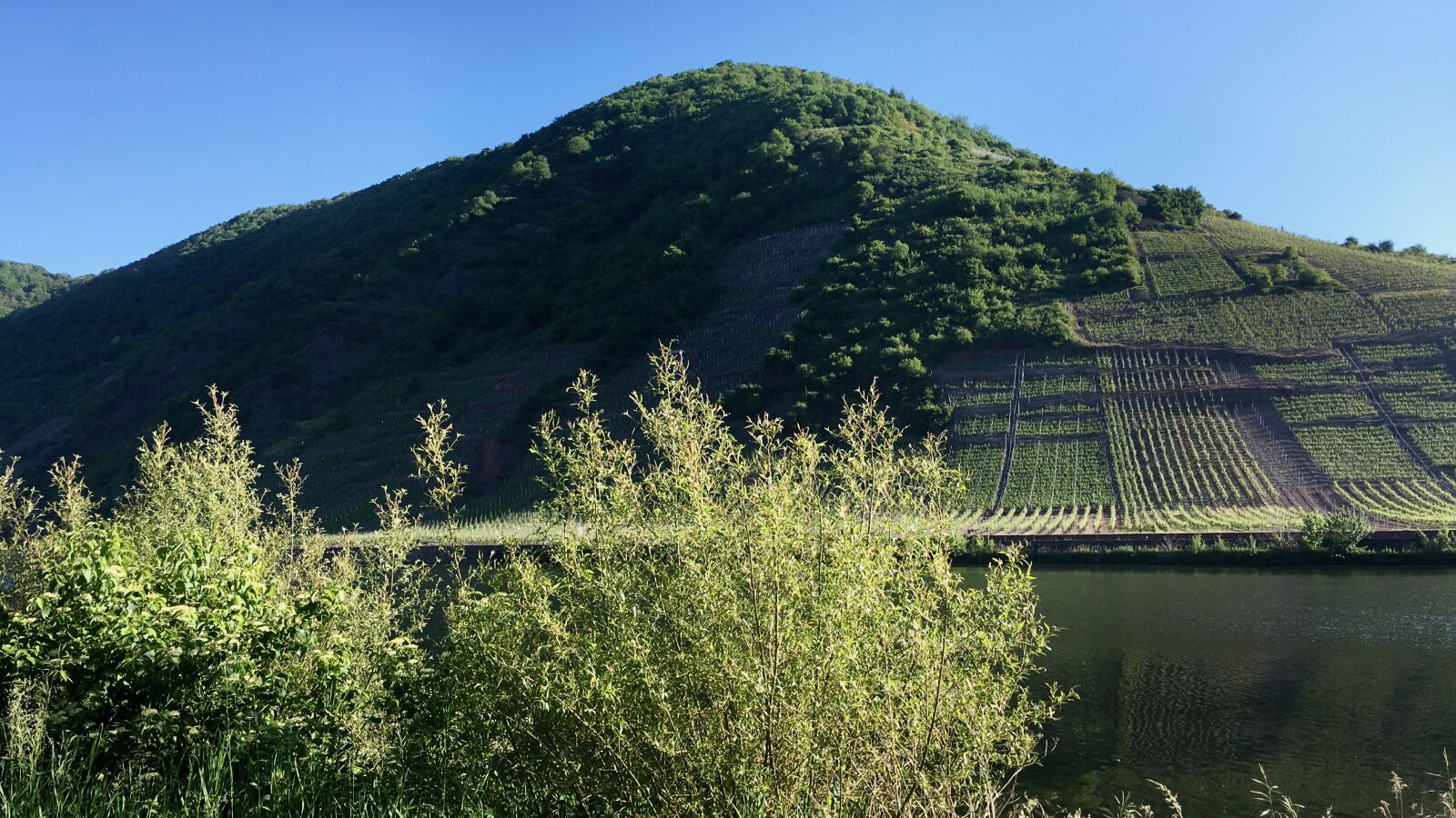 iPhone SE back camera 4.15mm f/2.2 sample photo. Vineyard, mosel, germany photography