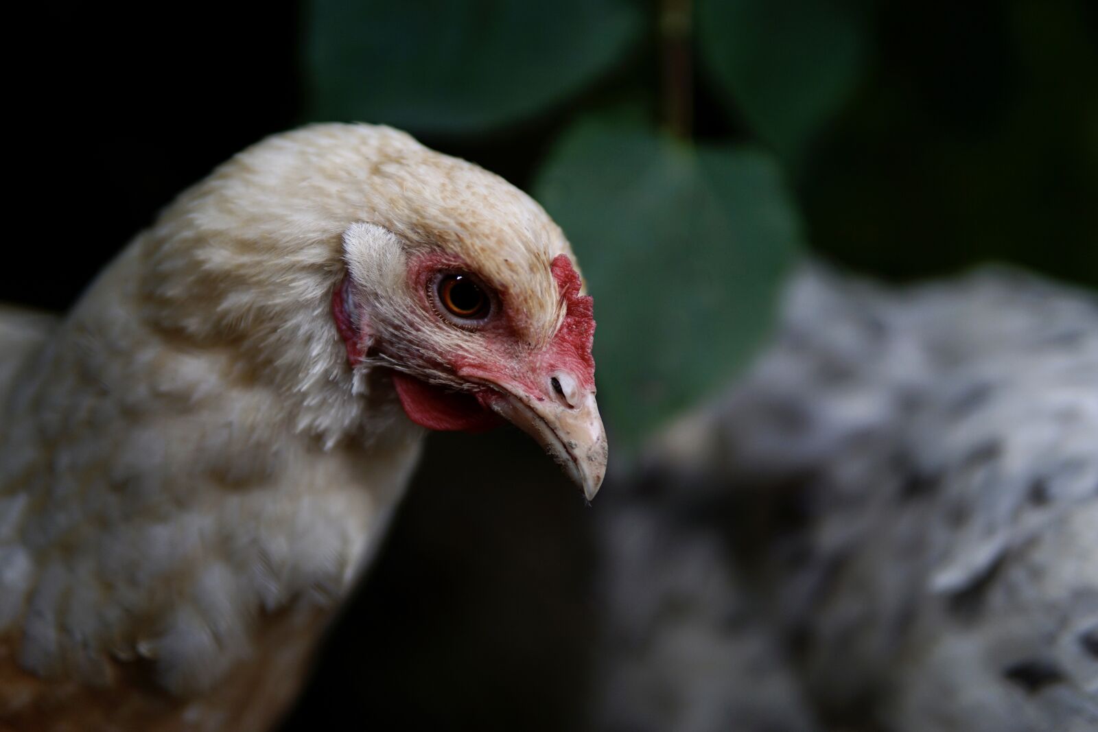 30mm F1.4 DC DN | Contemporary 016 sample photo. Chicken, close up, bird photography