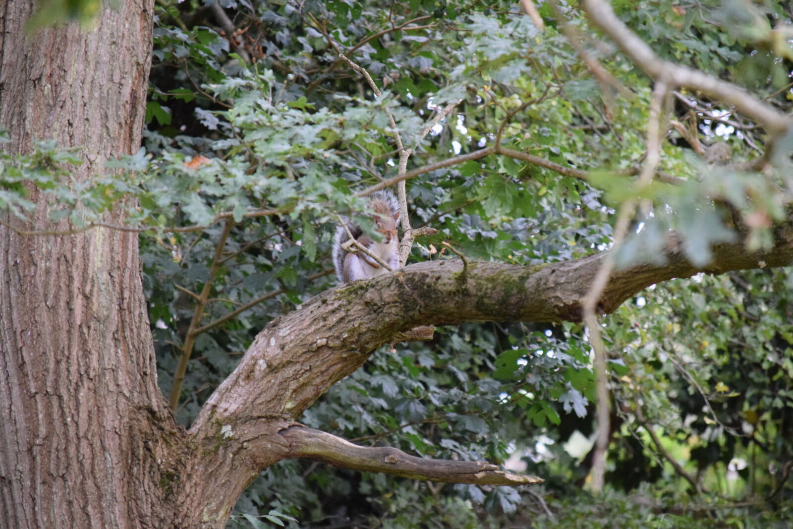 Nikon D3300 sample photo