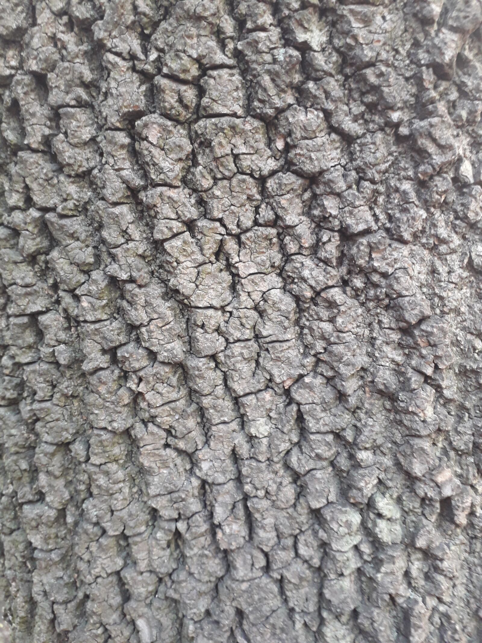 Samsung Galaxy J4 sample photo. Bark, trunk, tree photography