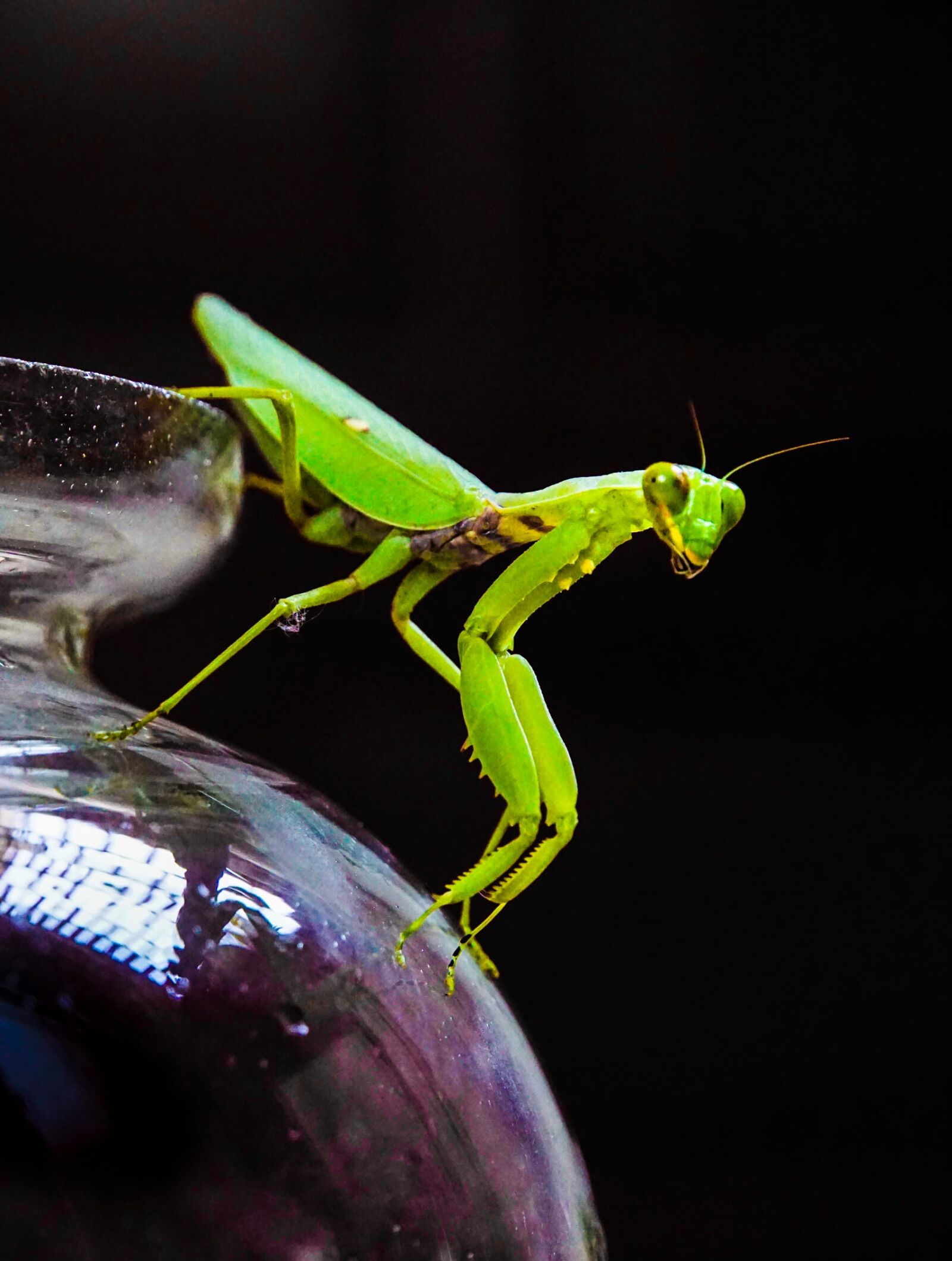 Sony E 18-200mm F3.5-6.3 OSS LE sample photo. Grasshopper, locust, insect photography