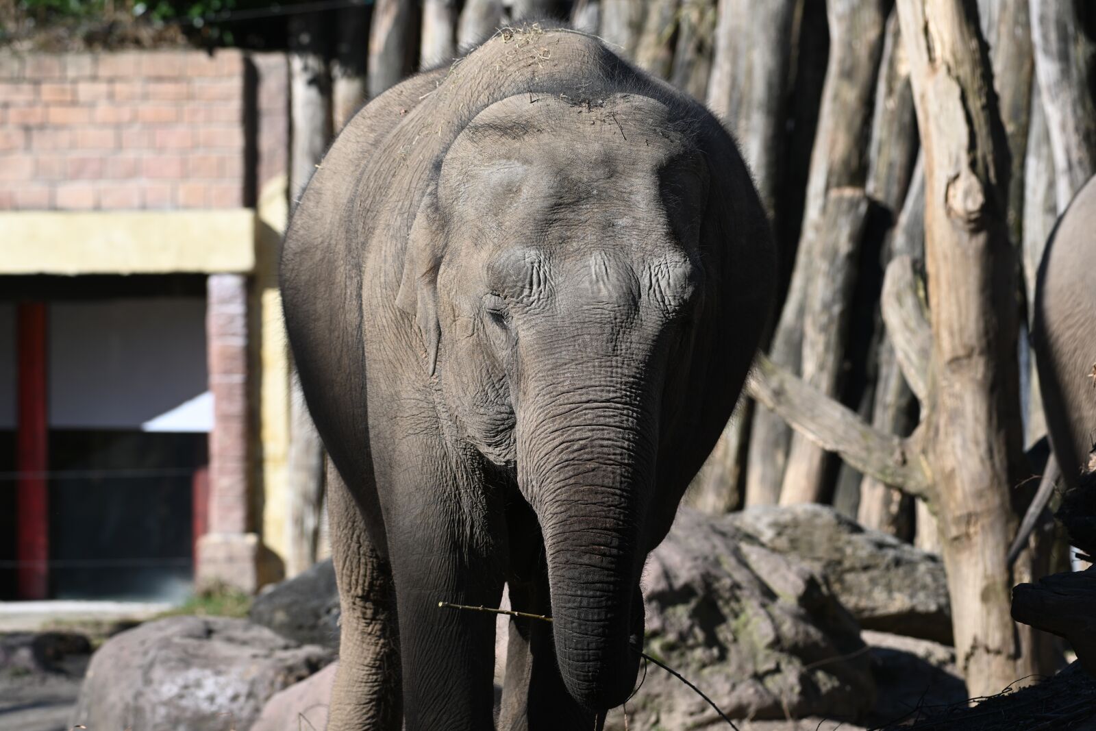 Nikon Z7 sample photo. Elephant, africa, tusks photography