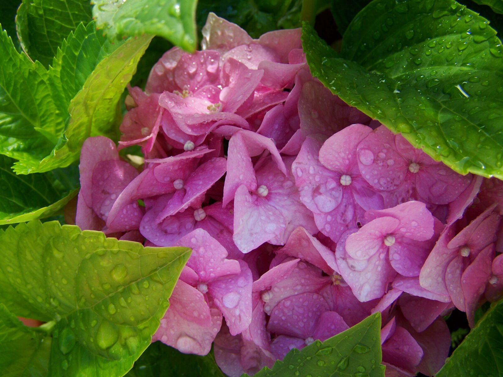 Kodak EASYSHARE ZD710 ZOOM DIGITAL CAMERA sample photo. Es cseppes hydrangeas, pink photography