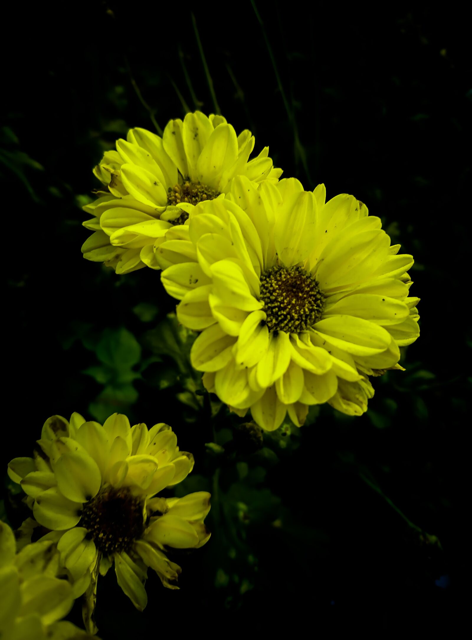 Sony Xperia XZ sample photo. Sunflower, exposure, nature photography