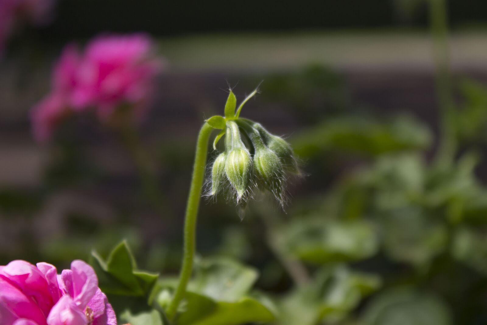 Canon EOS 1100D (EOS Rebel T3 / EOS Kiss X50) sample photo. Flower, dead flower, still photography