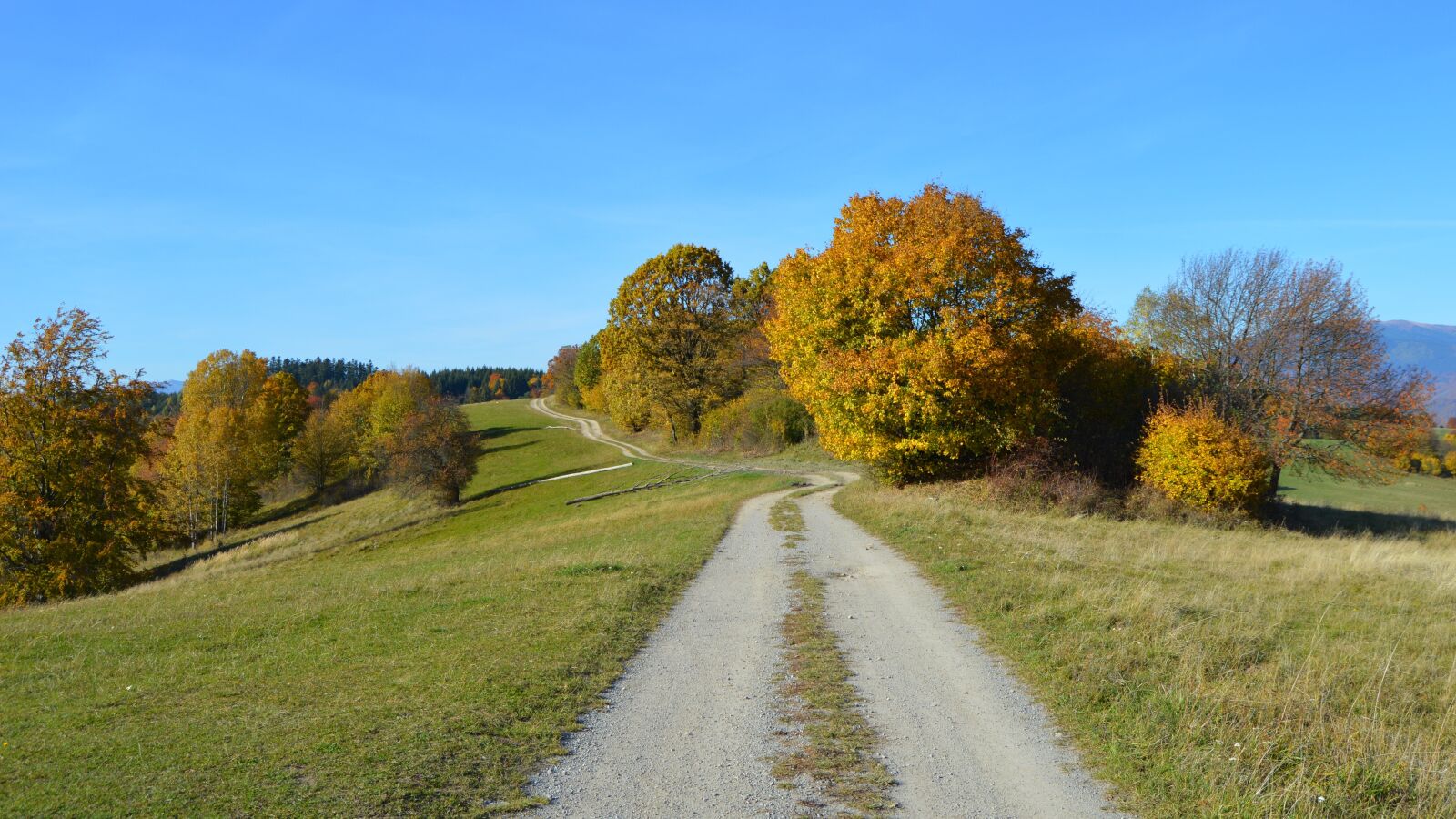 Nikon D3200 sample photo. Path, autumn, nature photography