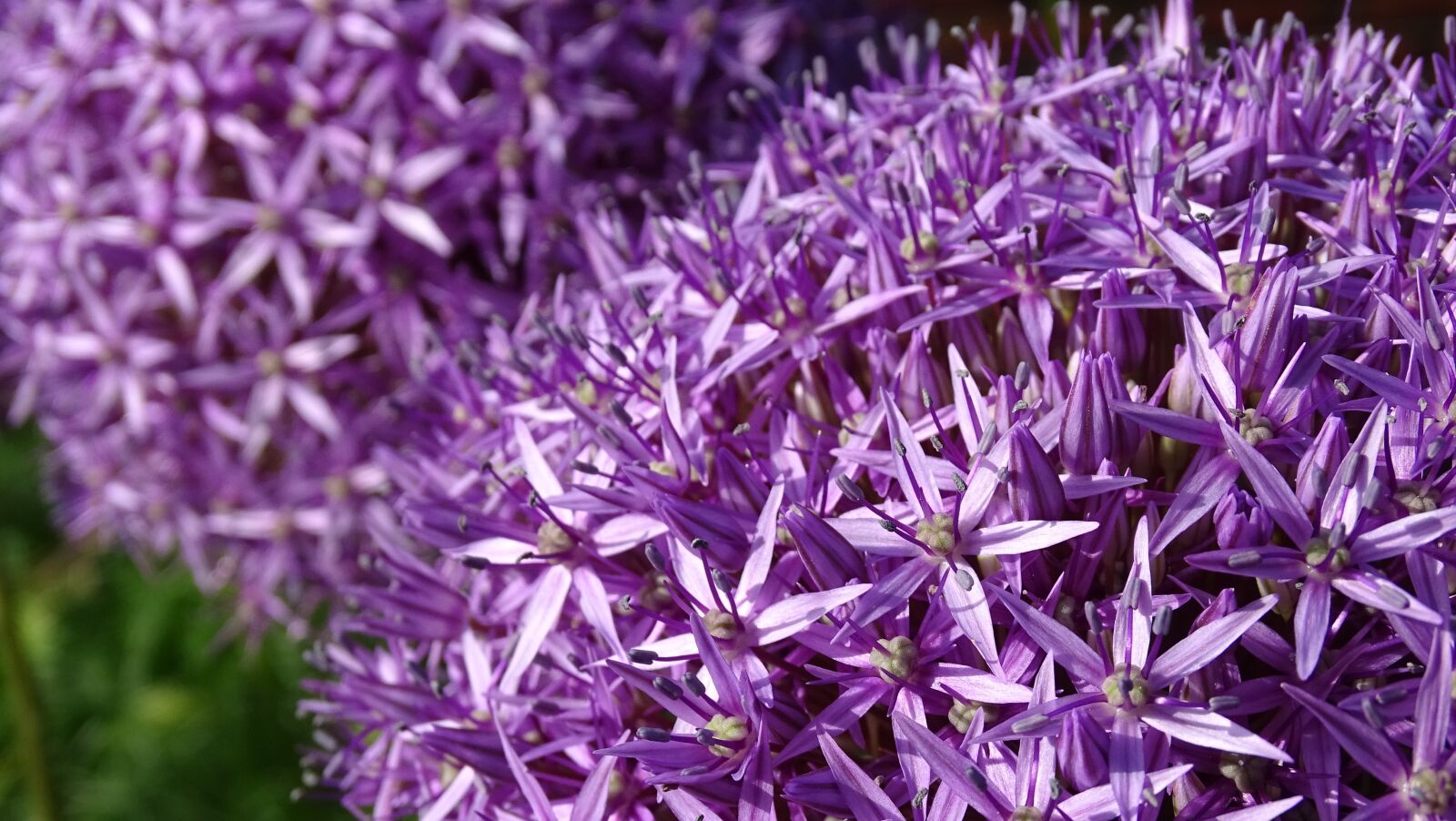 Sony Cyber-shot DSC-HX400V sample photo. Purple, flowers, bloom photography