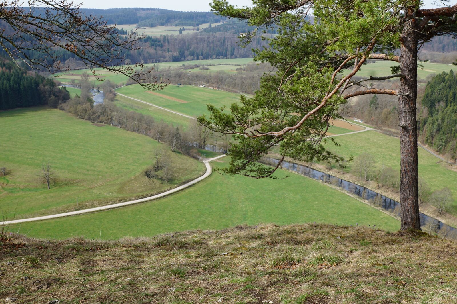 Sony DT 16-50mm F2.8 SSM sample photo. Tree, danube valley, nature photography