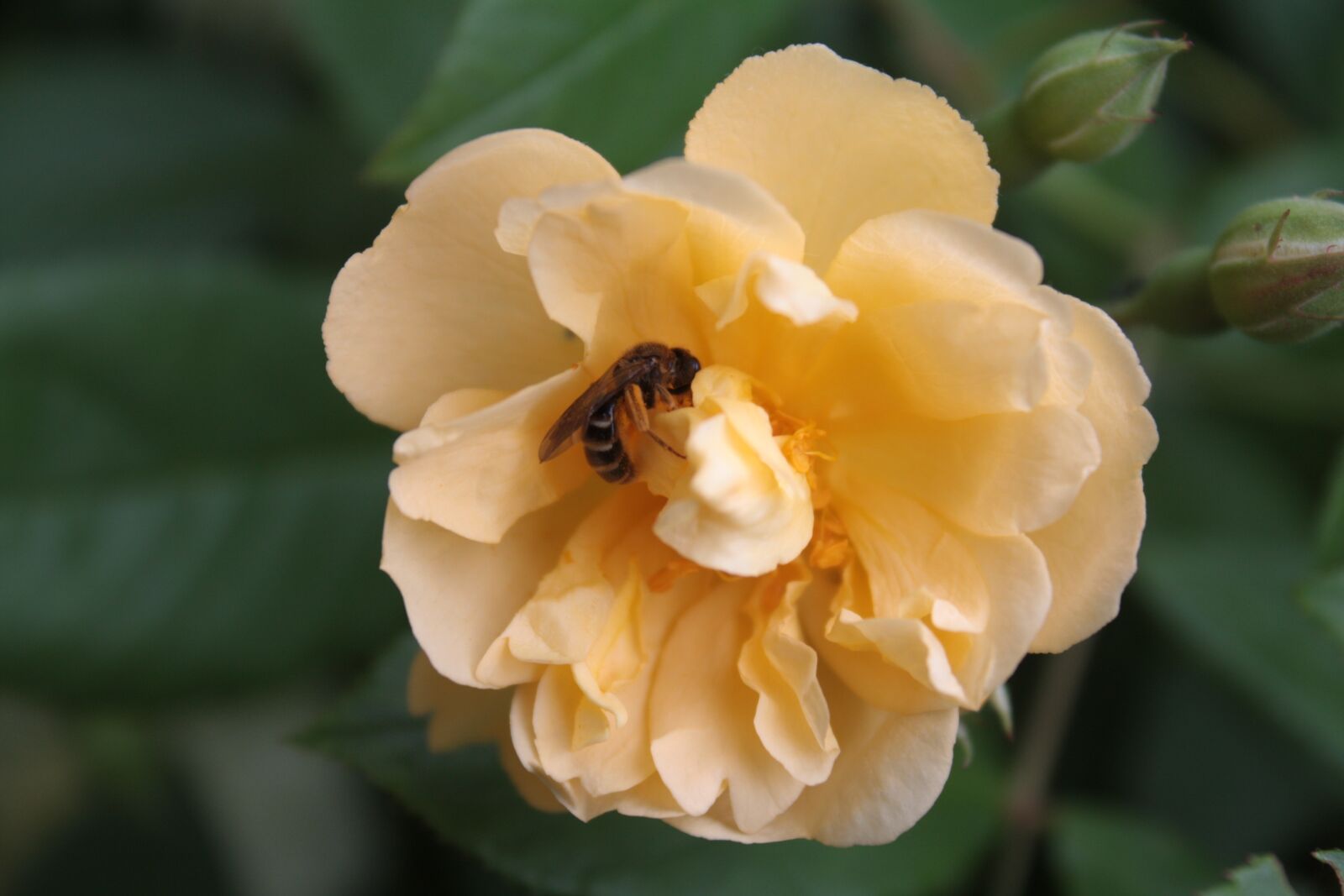 Canon EOS 450D (EOS Rebel XSi / EOS Kiss X2) sample photo. Rose, rose bloom, wild photography