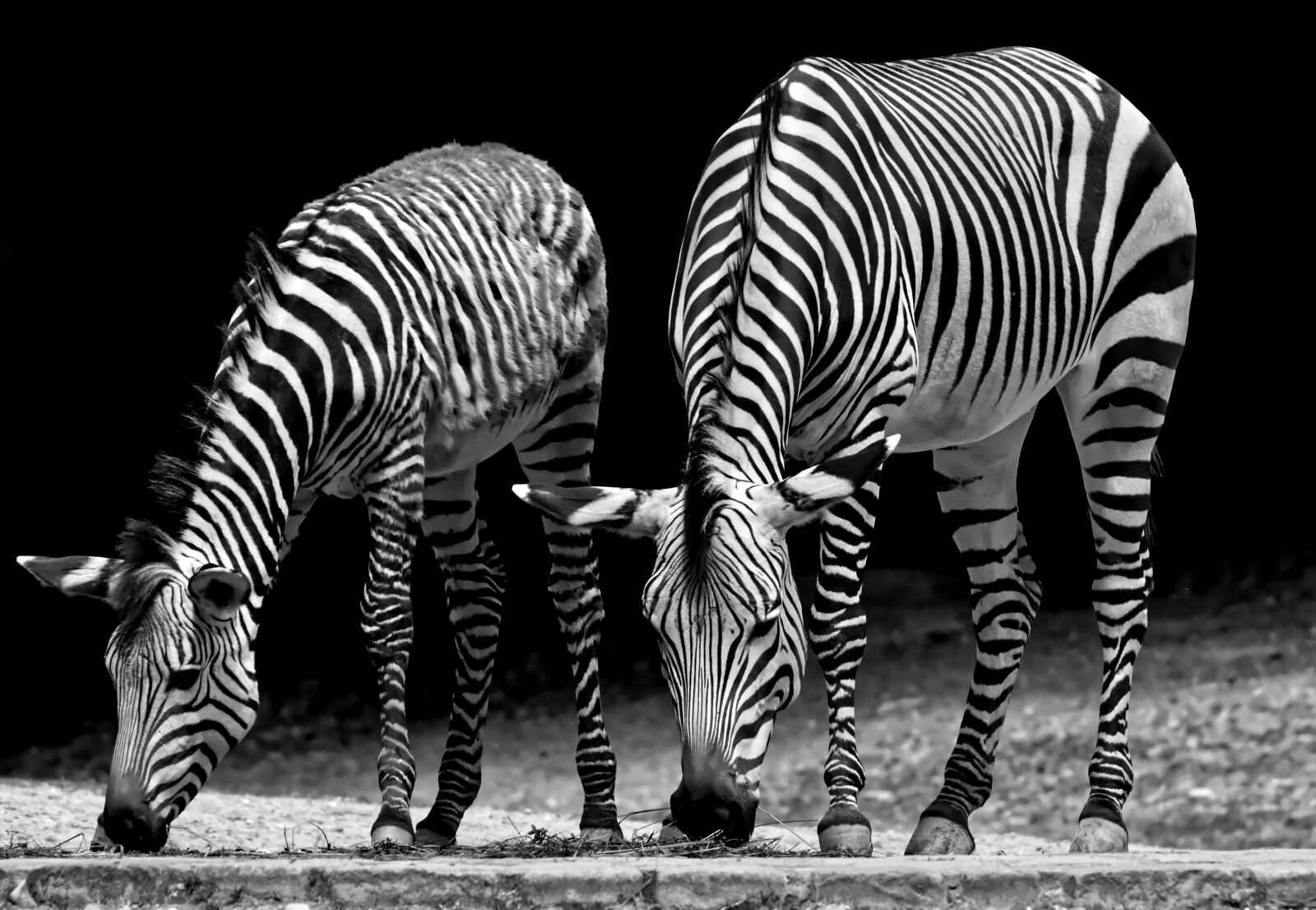 Nikon D7200 sample photo. Zebras, wild animal, zoo photography