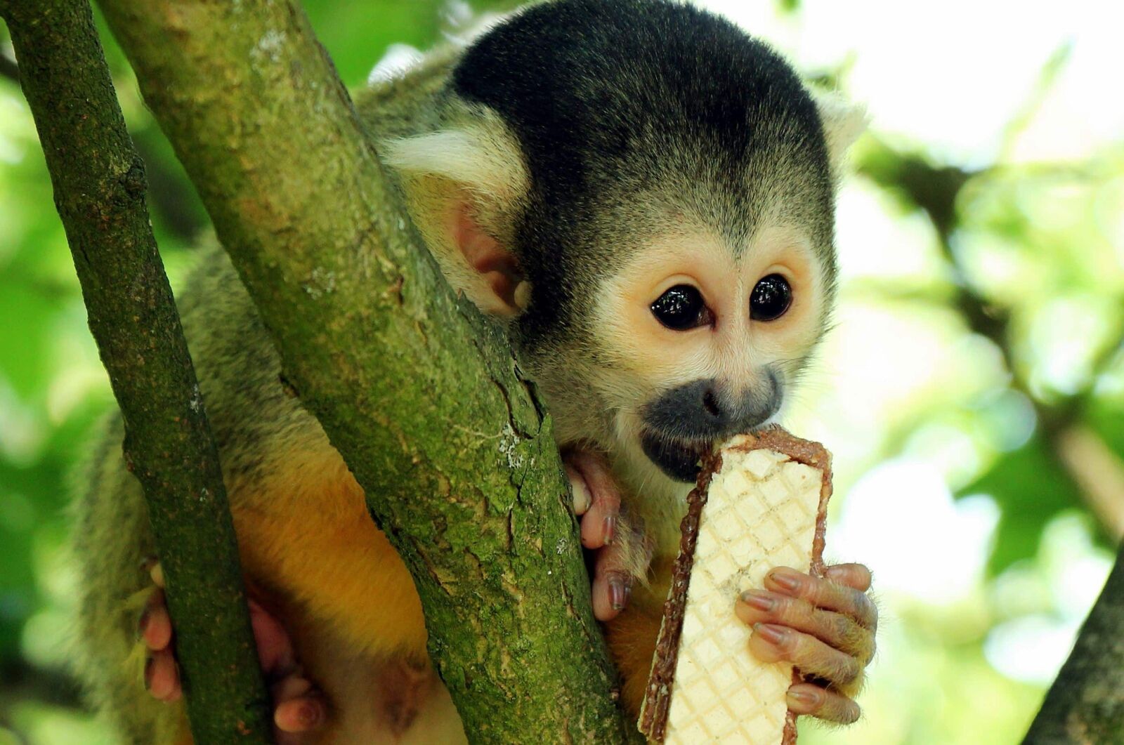 Canon EOS 550D (EOS Rebel T2i / EOS Kiss X4) sample photo. Monkey, tree, nature, wildlife photography