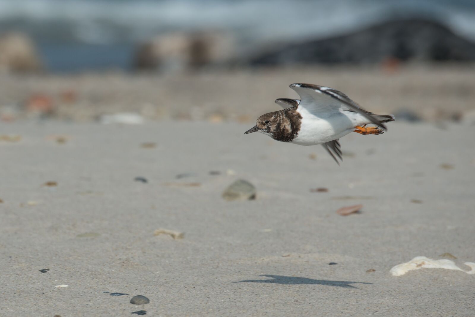 Nikon D800 sample photo. Stone waltz, bird, beach photography