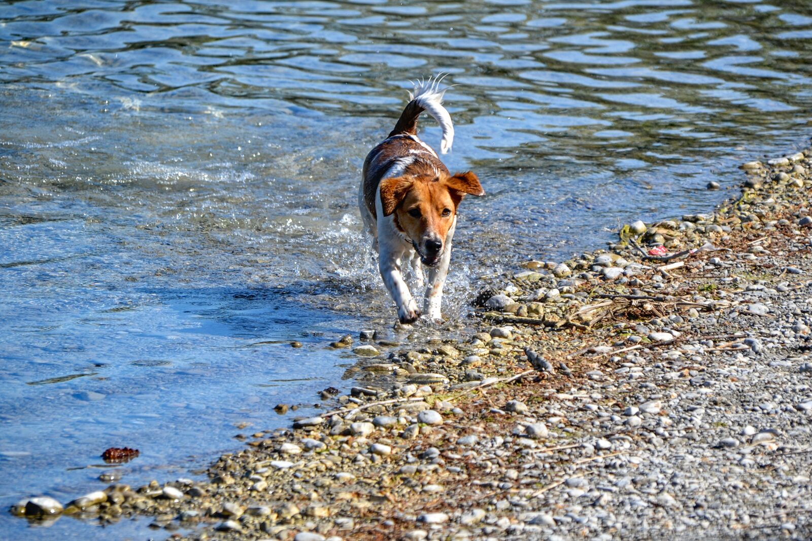 Nikon D3100 sample photo. Dog, water, pet photography