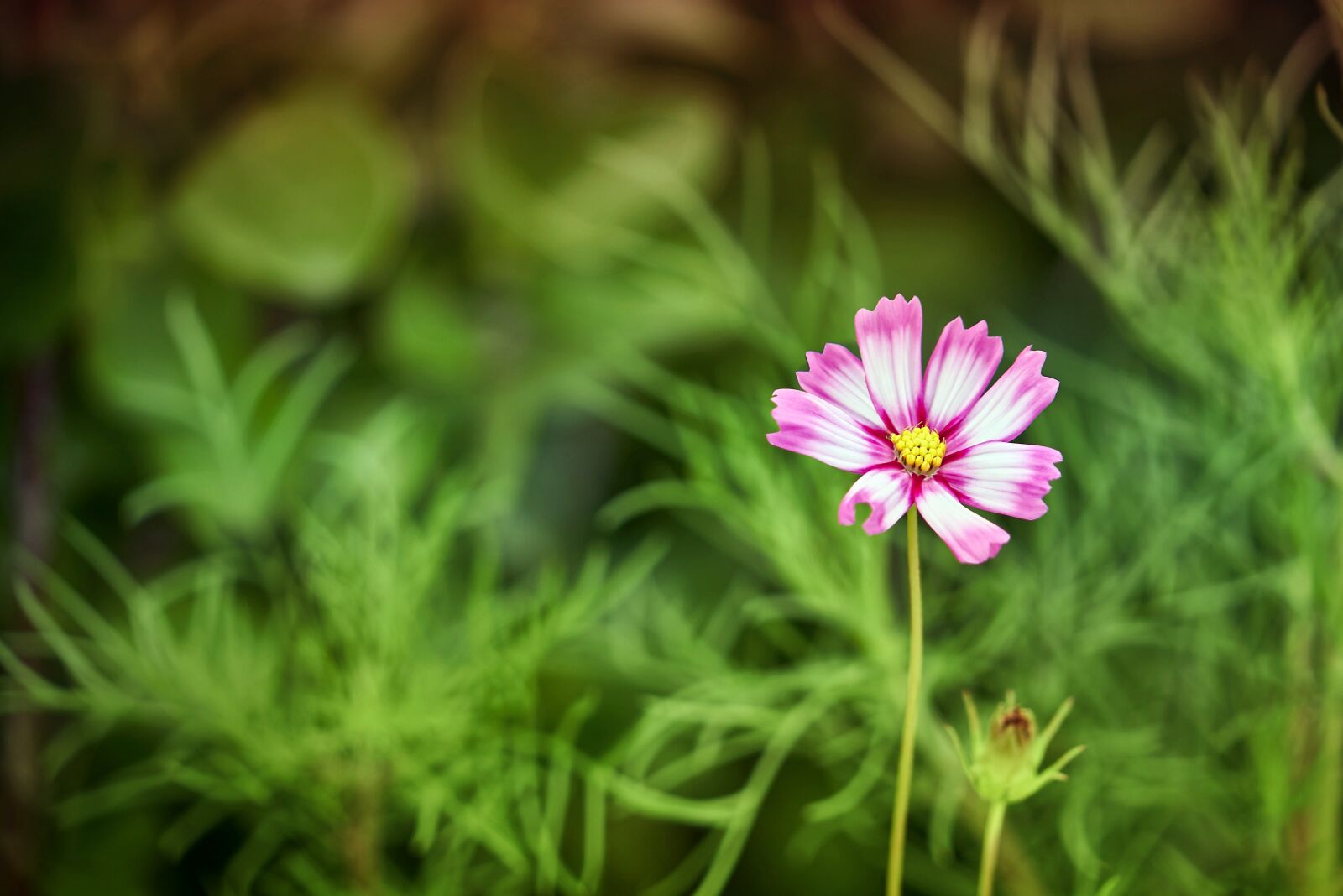 Sony a7S II + Sony FE 24-240mm F3.5-6.3 OSS sample photo. Cosmos, summer, flowers photography