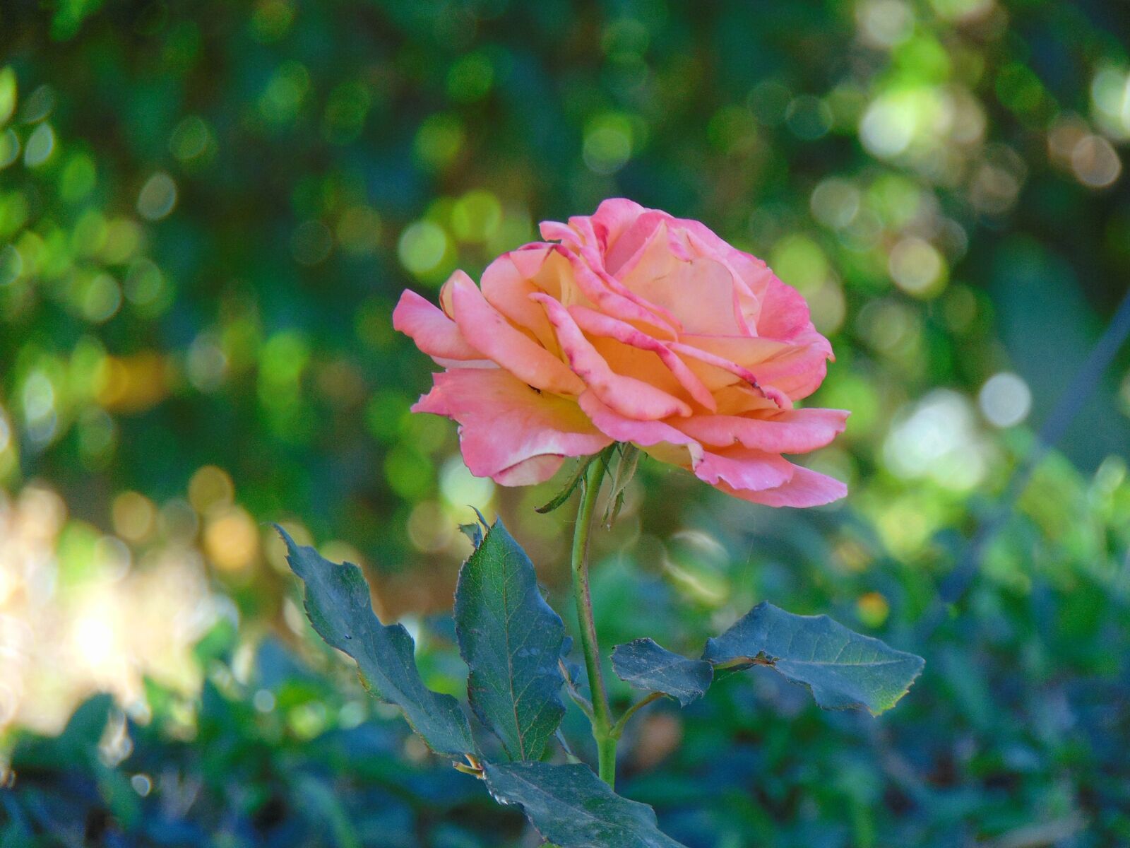 Sony Cyber-shot DSC-H300 sample photo. Flower, rosa, nature photography