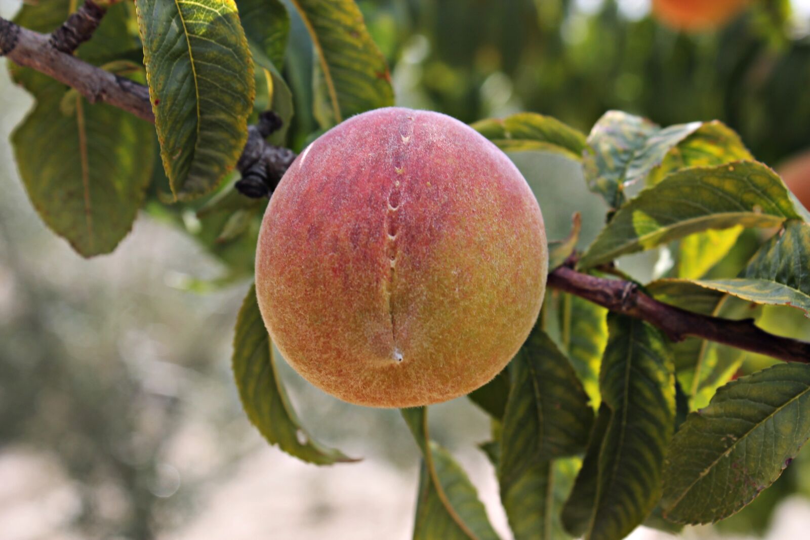 Canon EOS 1100D (EOS Rebel T3 / EOS Kiss X50) sample photo. Peach, fruit, healthy photography