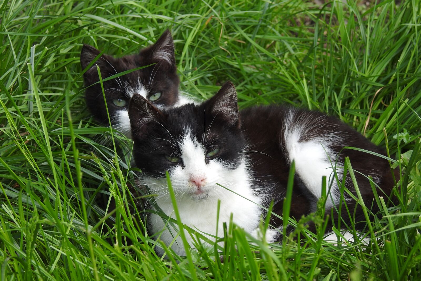 Nikon Coolpix P900 sample photo. Lawn, charming, animals photography