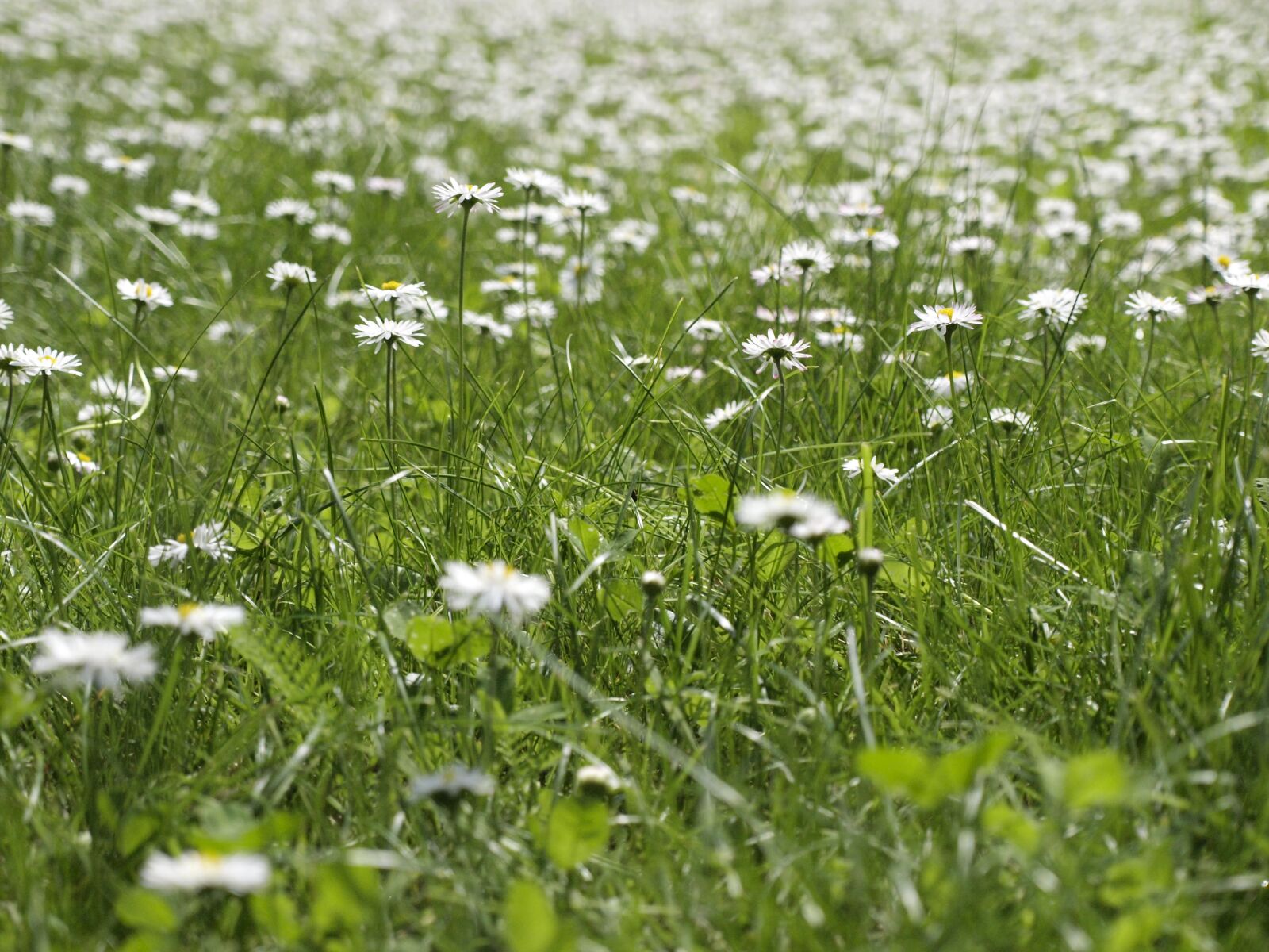 Olympus E-520 (EVOLT E-520) sample photo. Daisies, meadow, nature photography
